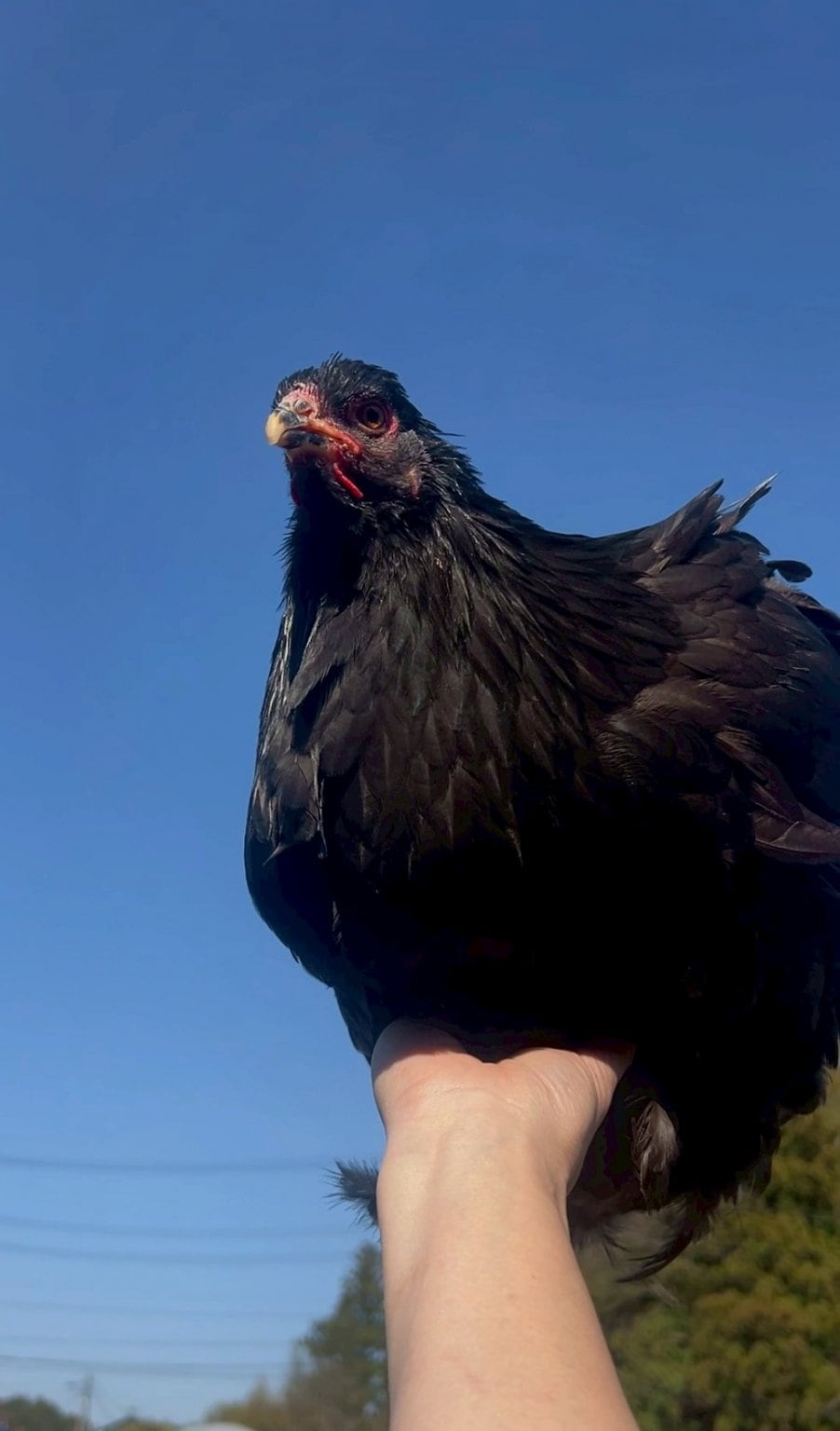 個人サポーター