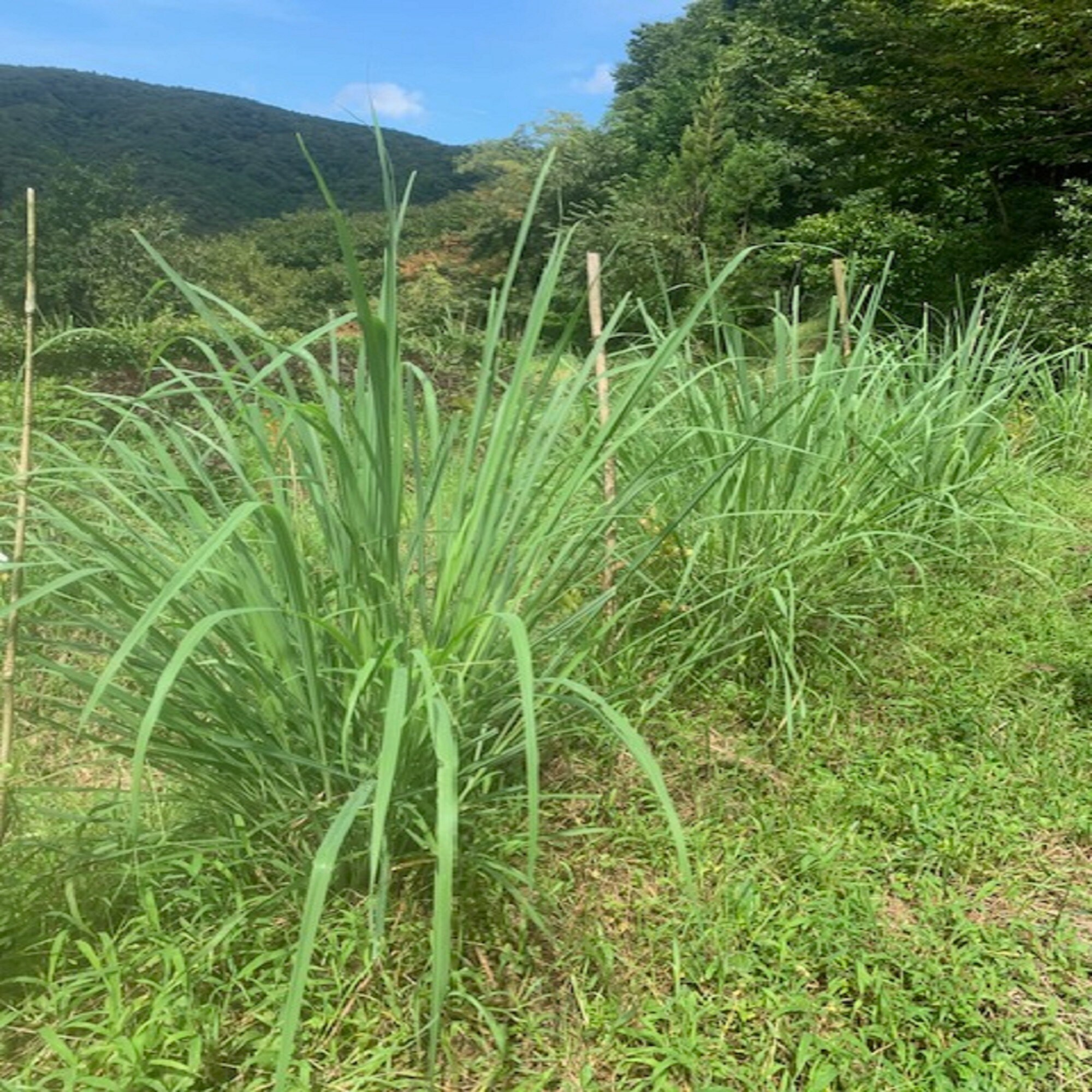 レモネード　約30kg　3月採取　栽培期間中農薬不使用 レモネード 約30kg 3月採取 栽培期間中農薬不使用 レモネード 約30kg 3