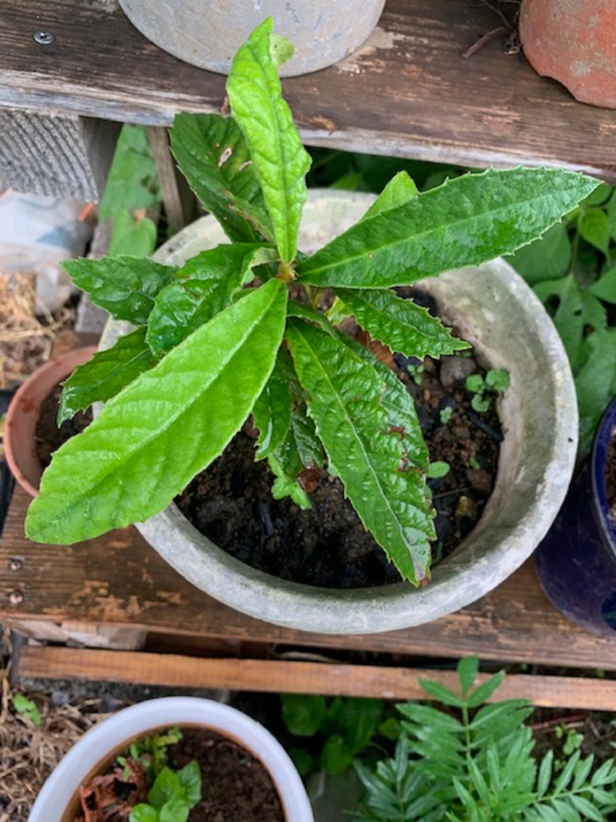 枇杷の苗 無農薬 実生|healthylifenetwork 新星天城店 | ツクツク