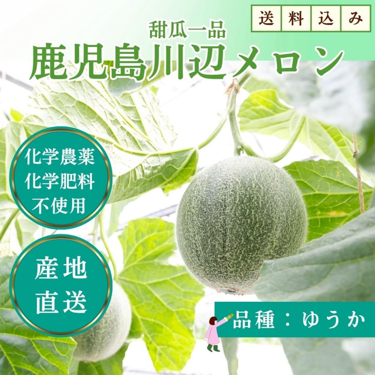 先行予約スタート！【数量限定・期間限定・高ポイント還元】無農薬・無化学肥料 川辺メロン（ゆうか・たかみ）高糖度＆香り豊かな贈答品にも人気の逸品！(2026年6月発送)