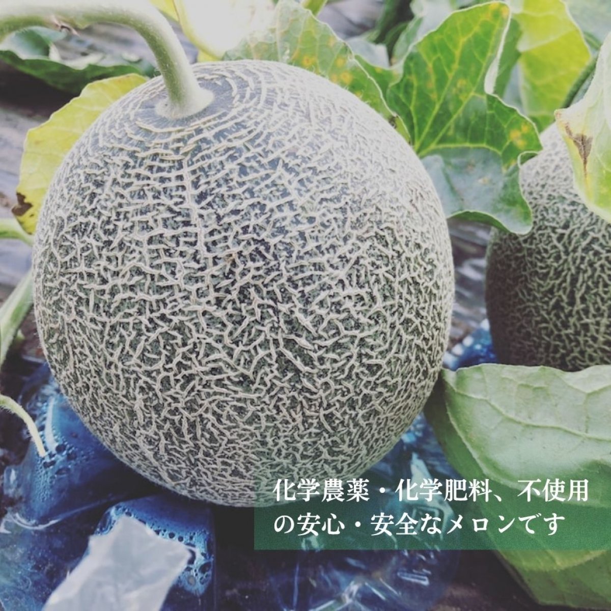 南九州市まるごと体験ステイ 〜メロン農園・農作業・郷土料理・家族の温もりにふれる旅〜