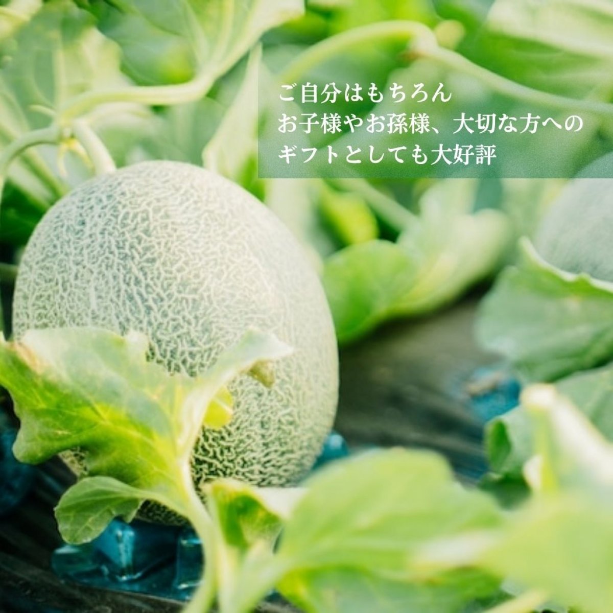 南九州市まるごと体験ステイ 〜メロン農園・農作業・郷土料理・家族の温もりにふれる旅〜