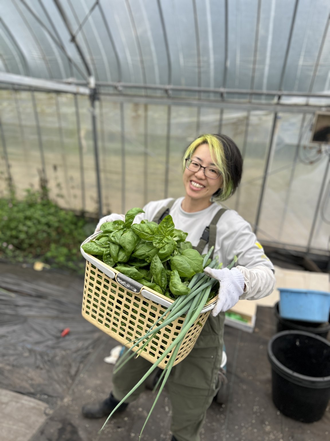 バジル摘み放題体験 in 鹿児島・川辺｜農園で無農薬＆安心新鮮バジルを好きなだけ収穫しよう【現地限定】
