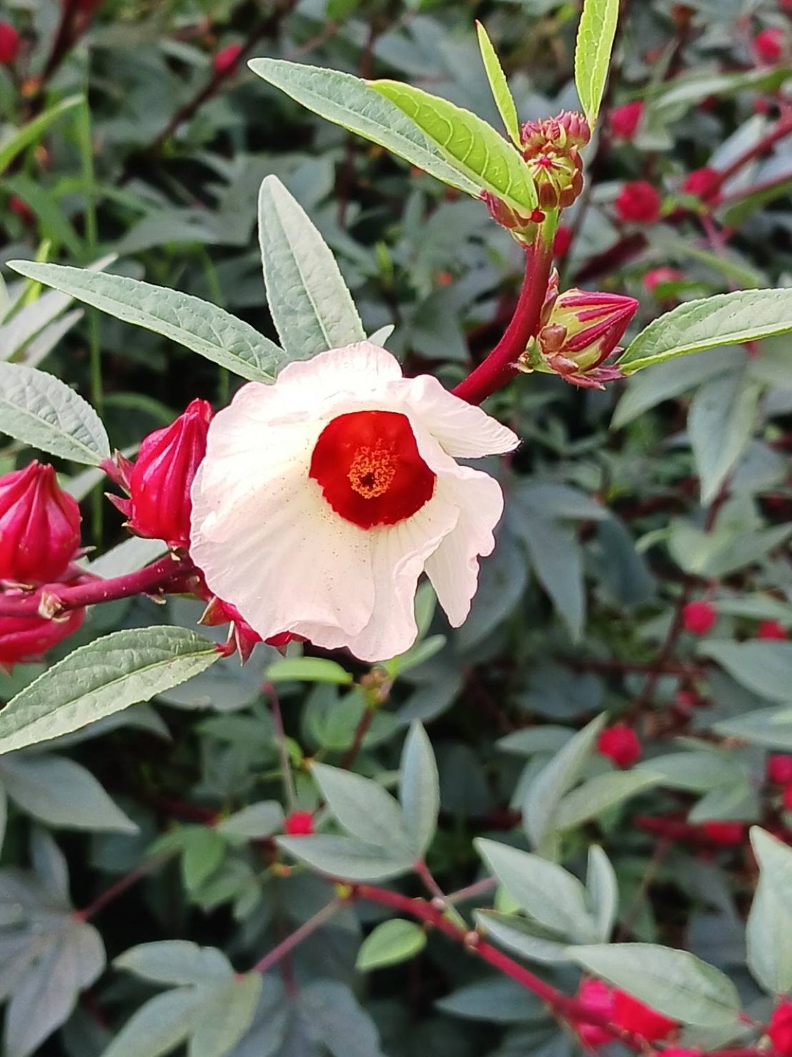 （8/17日WS参加者限定）化粧水作り＆手作り保湿剤仕込みワークショップ　10月12日（日）　13：00～16：00　千葉県香取郡東庄町　春子ファームにて