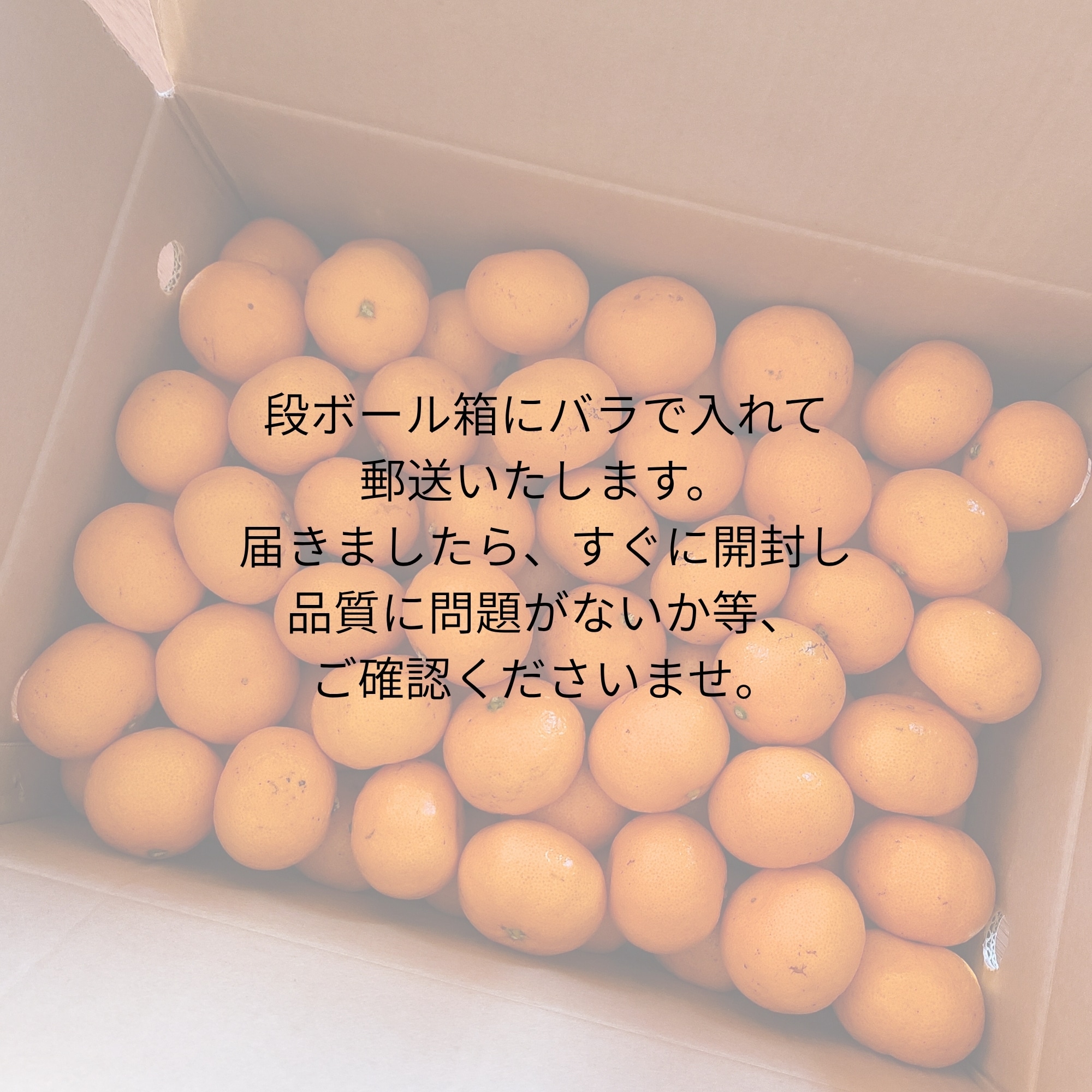送料込み 傷あり【5kg】壱岐島産みかん「西南のひかり」島の太陽と潮風