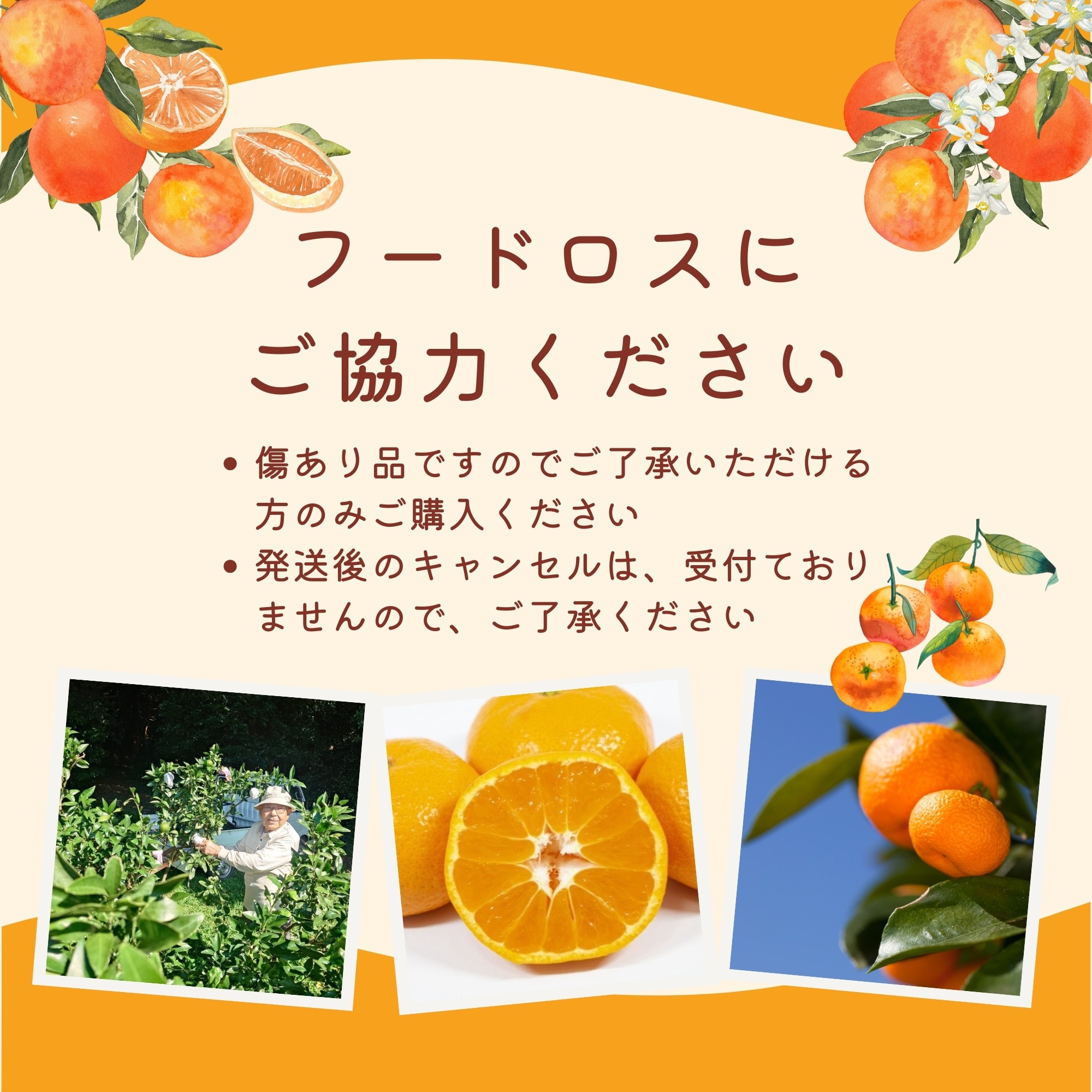 送料込み 傷あり【5kg】壱岐島産みかん「西南のひかり」島の太陽と潮風