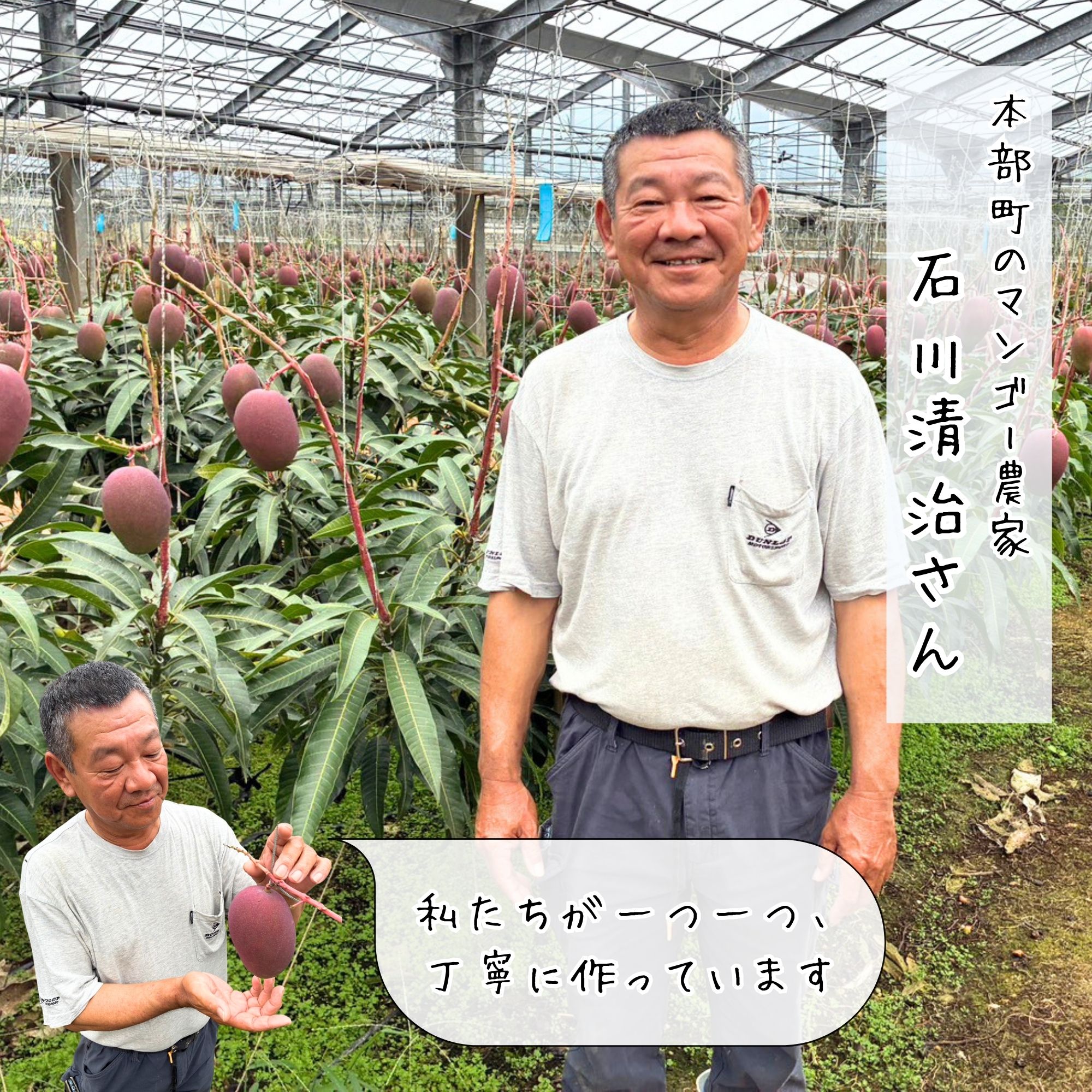 予約販売｜家庭用2kg(4〜5玉)】沖縄本部町産完熟マンゴー｜2026年7月