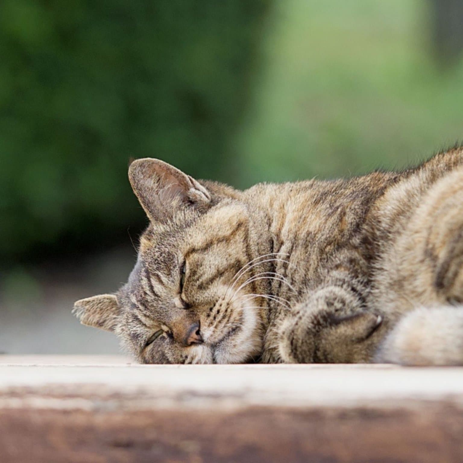 ペットとあなたを包む☆音で癒されるペットヒーリング (オンライン×音源)