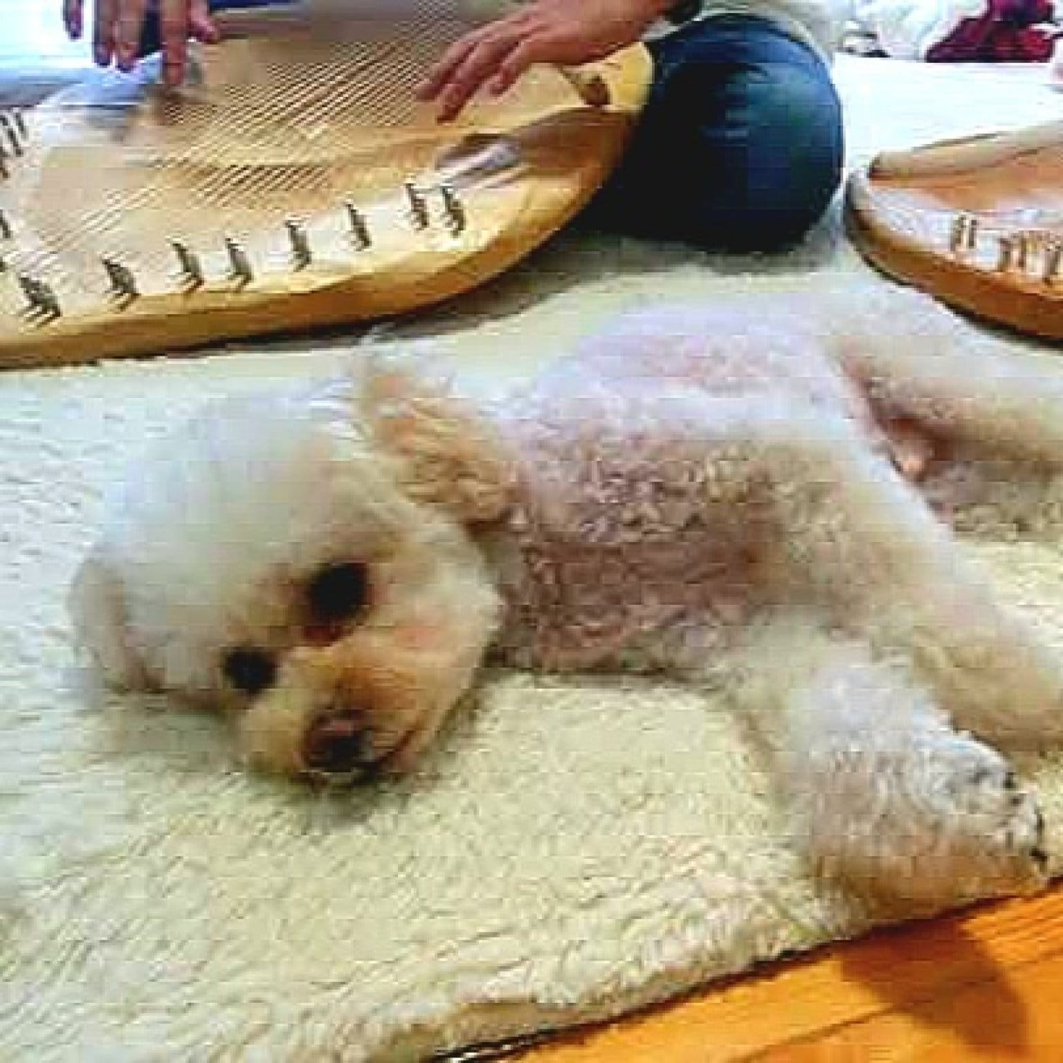 ペットとあなたを包む☆音で癒されるペットヒーリング (オンライン×音源)