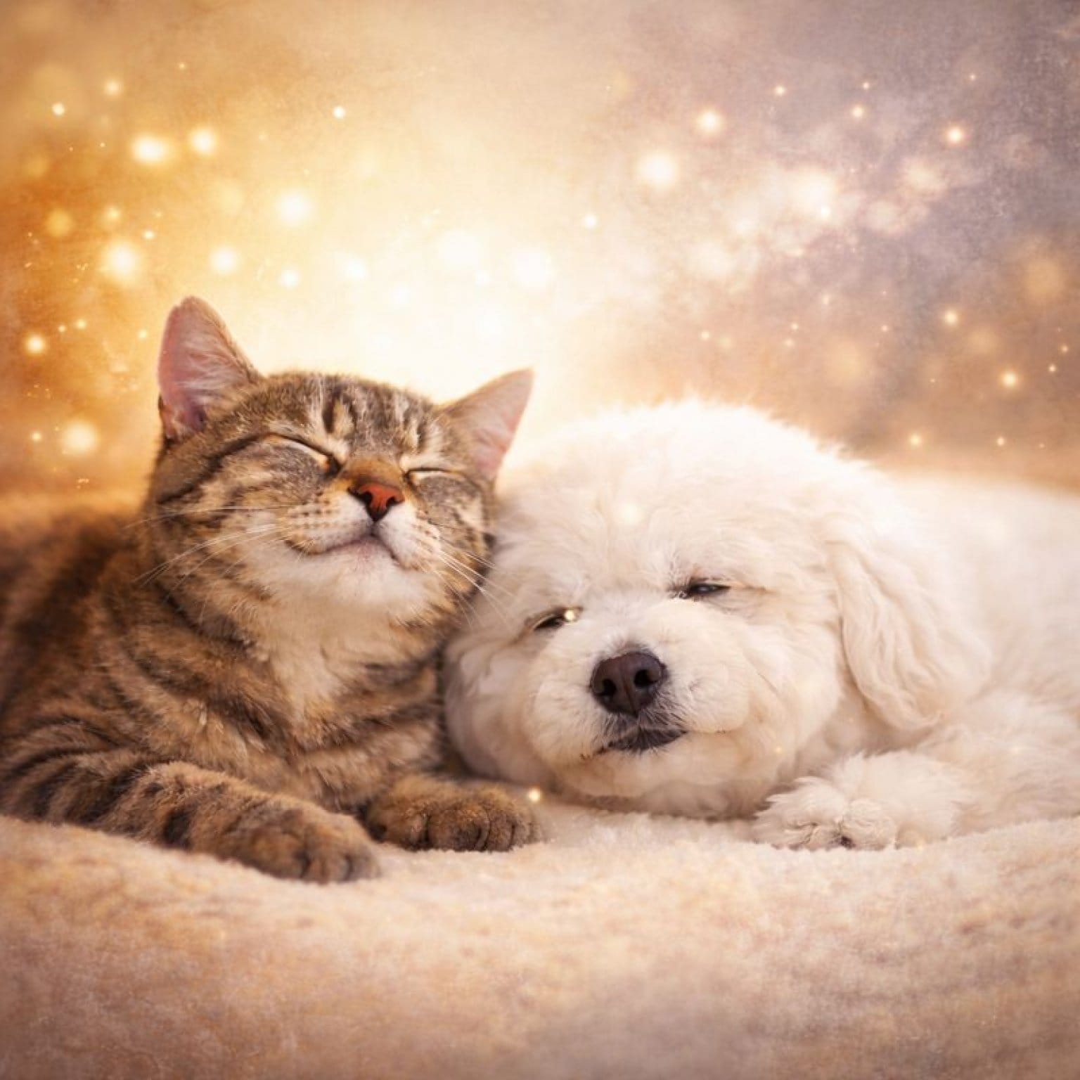 ペットとあなたを包む☆音で癒されるペットヒーリング (オンライン×音源)