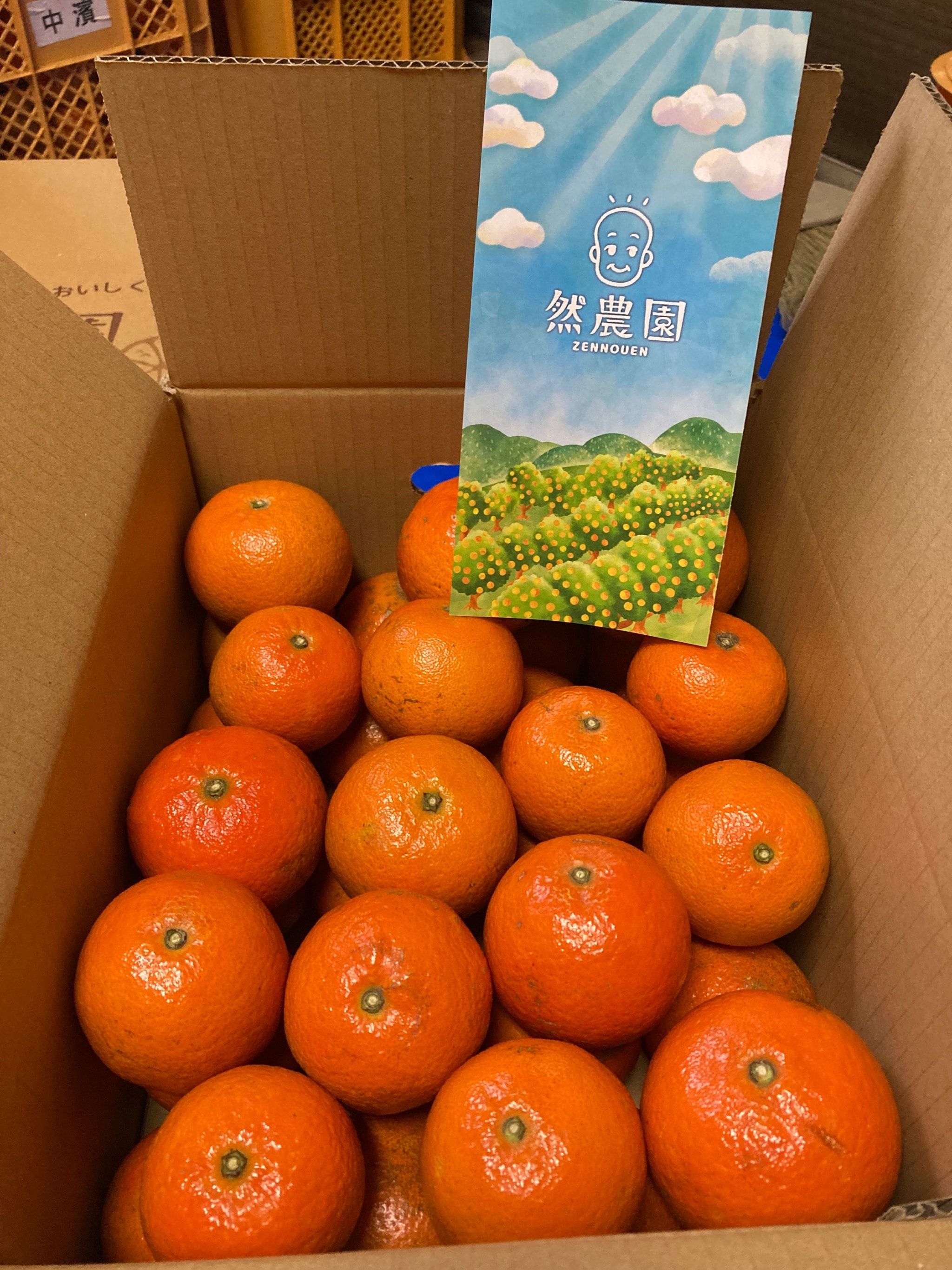 複製]【先行予約】奄美大島・自然栽培・無肥料たんかん5㎏サイズ