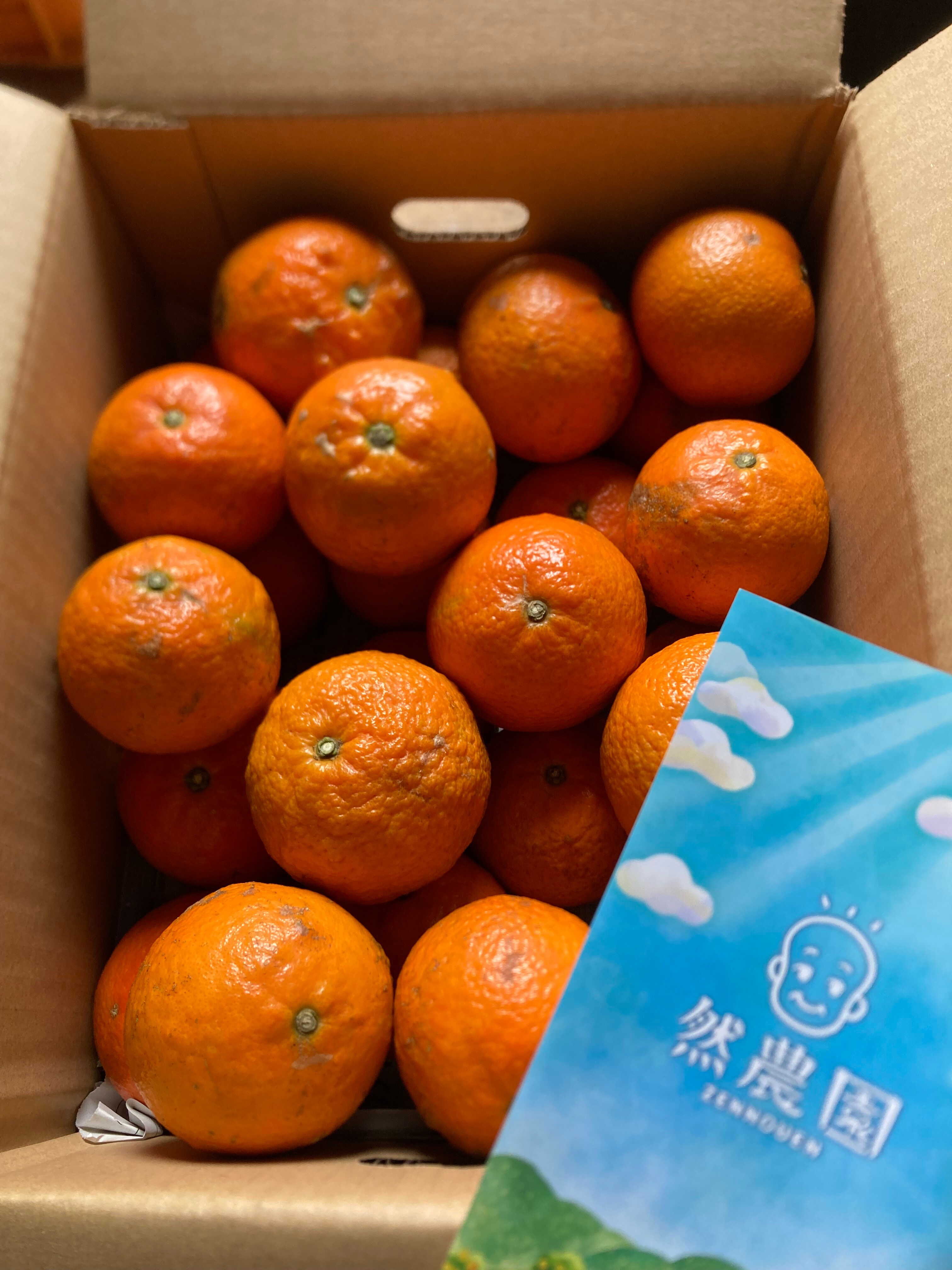 然農園の自然栽培たんかん 5kg（訳あり）｜豊作記念・数量限定|奄美 