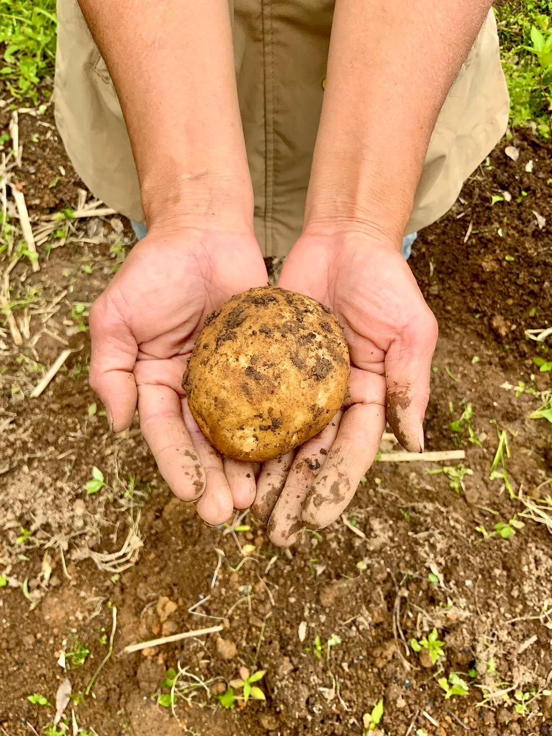 奄美大島】無農薬・無肥料栽培 じゃがいも5kg 大きさいろいろ(100g以上