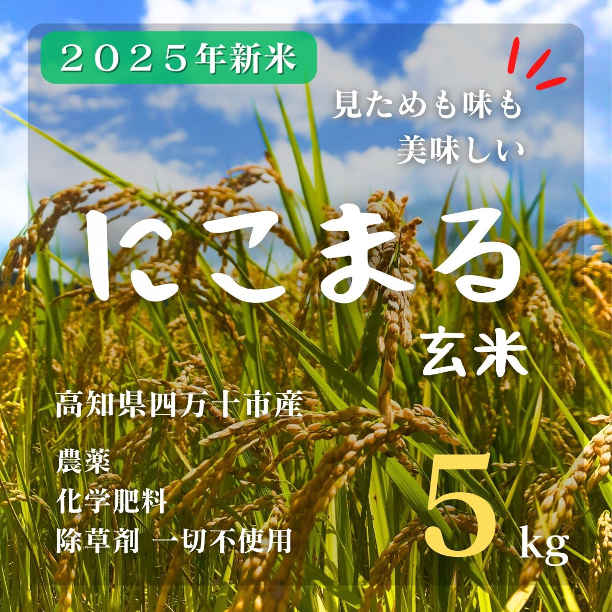 高ポイント】2025新米 にこまる玄米 5kg 農薬・化学肥料・除草剤不使用