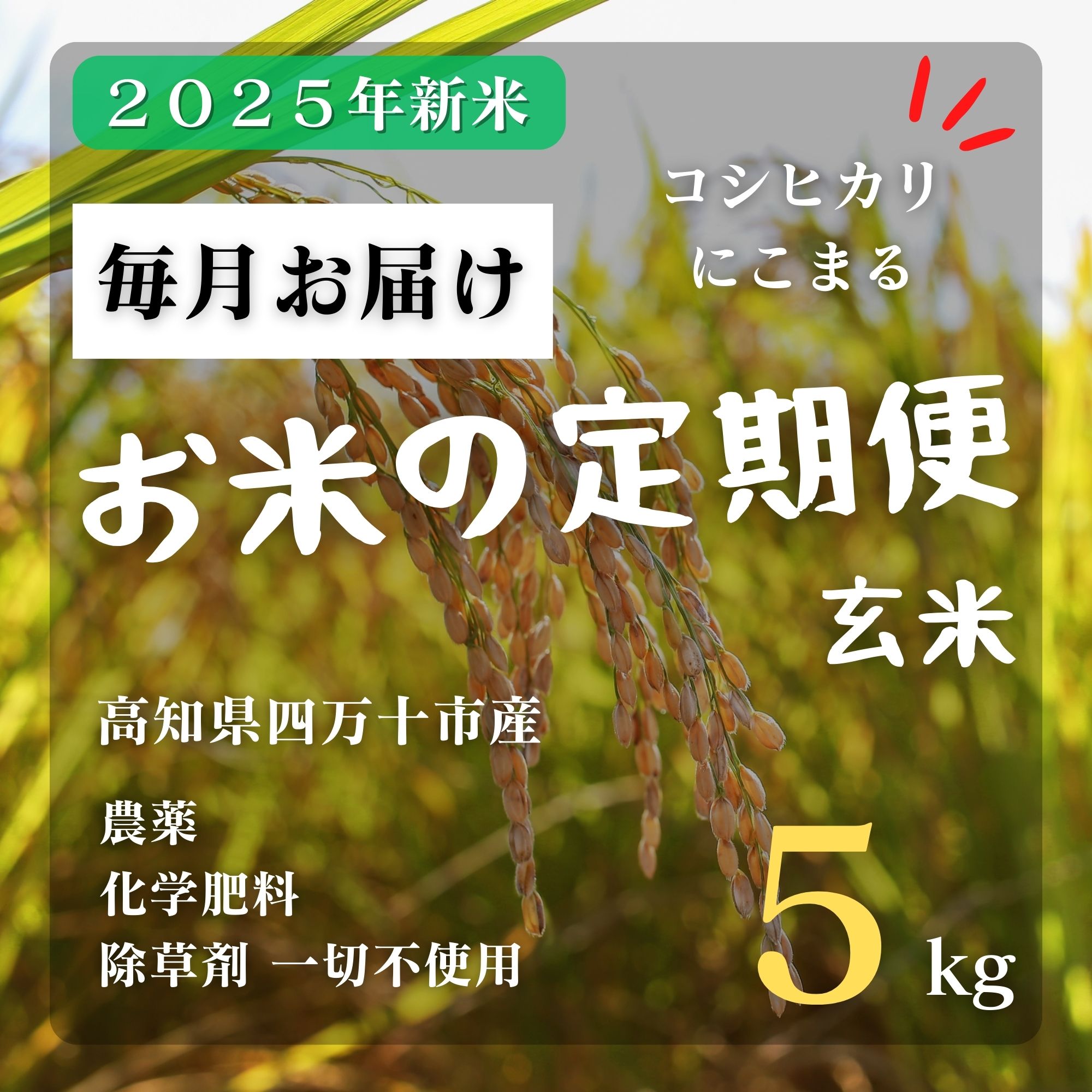 高ポイント】毎月定期便 2025新米 コシヒカリorにこまる 玄米 5kg 25 