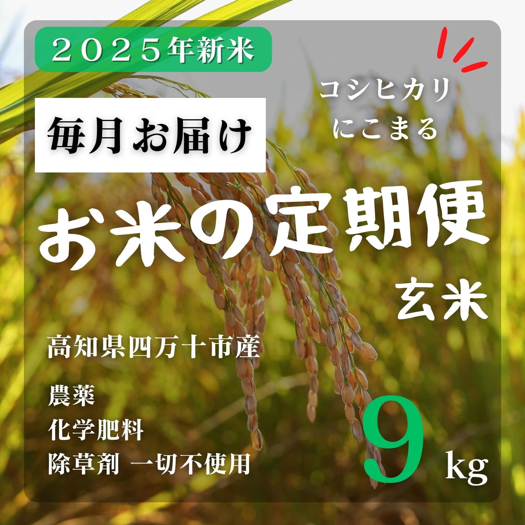 高ポイント】毎月定期便 2025新米 コシヒカリorにこまる 玄米 9kg 25