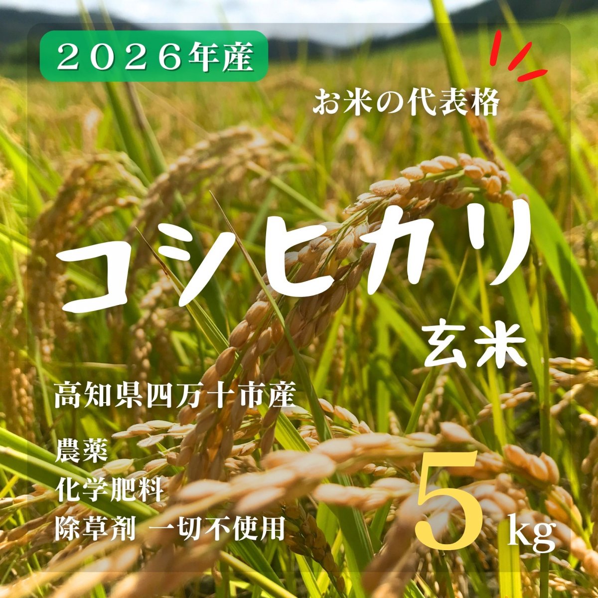 蕨岡の百姓｜高知県四万十市｜お米｜玄米｜農薬・化学肥料・除草剤不