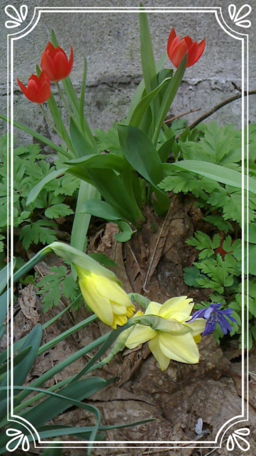弘前さくら祭りシーズン｜民泊｜素泊まり｜神社＆温泉体験【民泊三國屋再開！期間限定チケット】