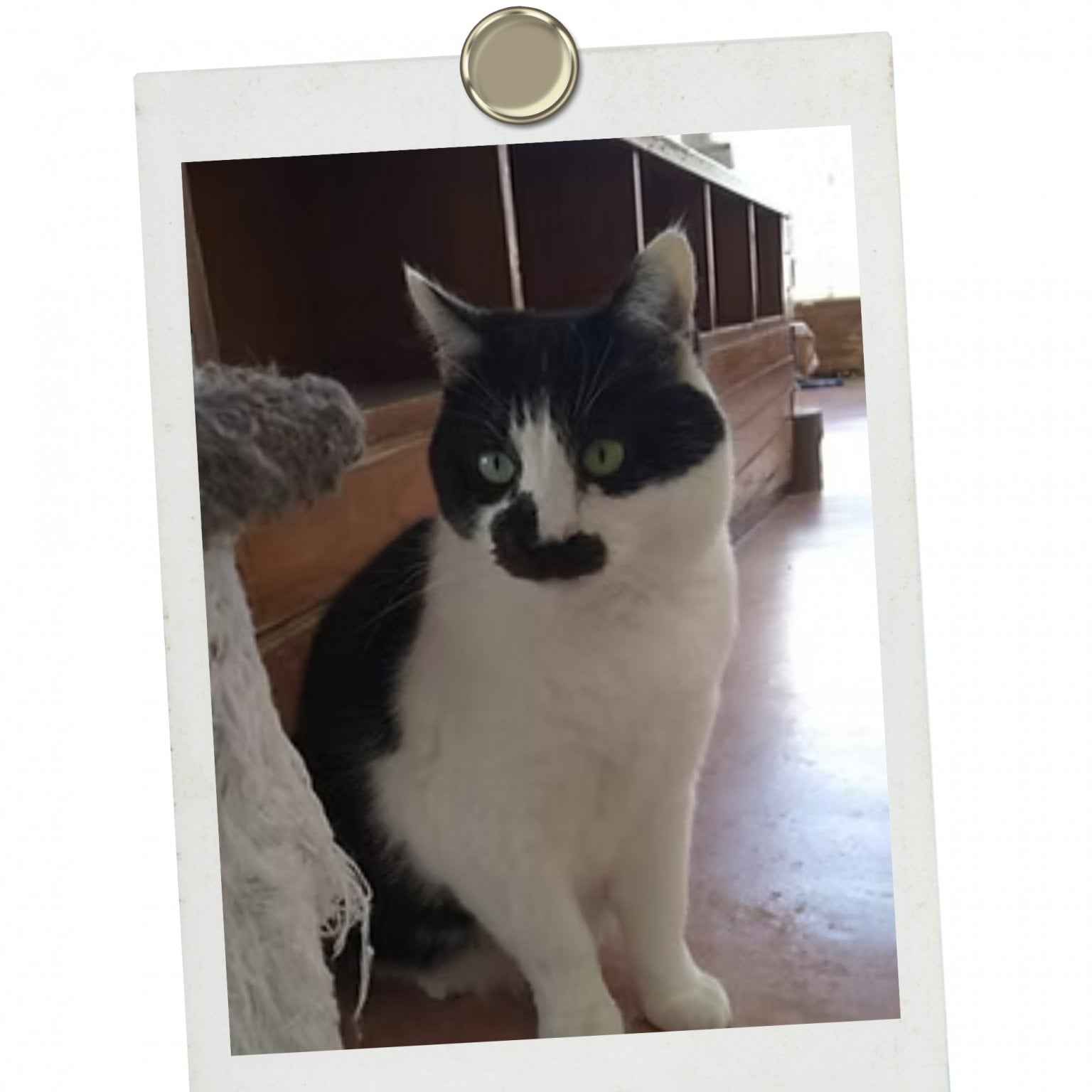 個人様【ペットの里】応援チケット　1,000円