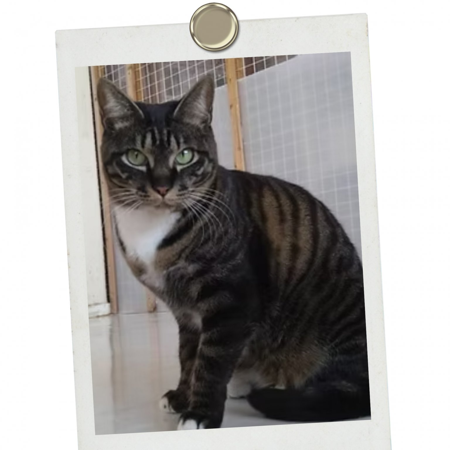 個人様【ペットの里】応援チケット　5,000円