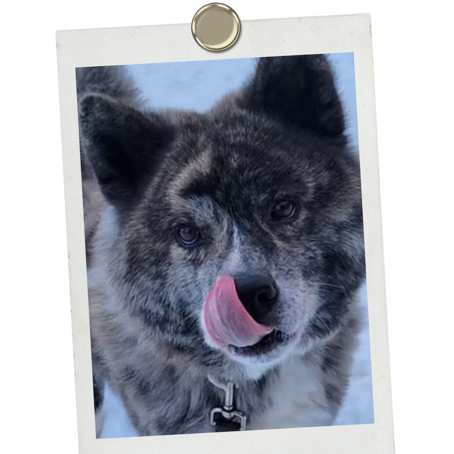 ワンちゃんネコちゃんお引き受け制度チケット　2,000円 　定期購入のみ