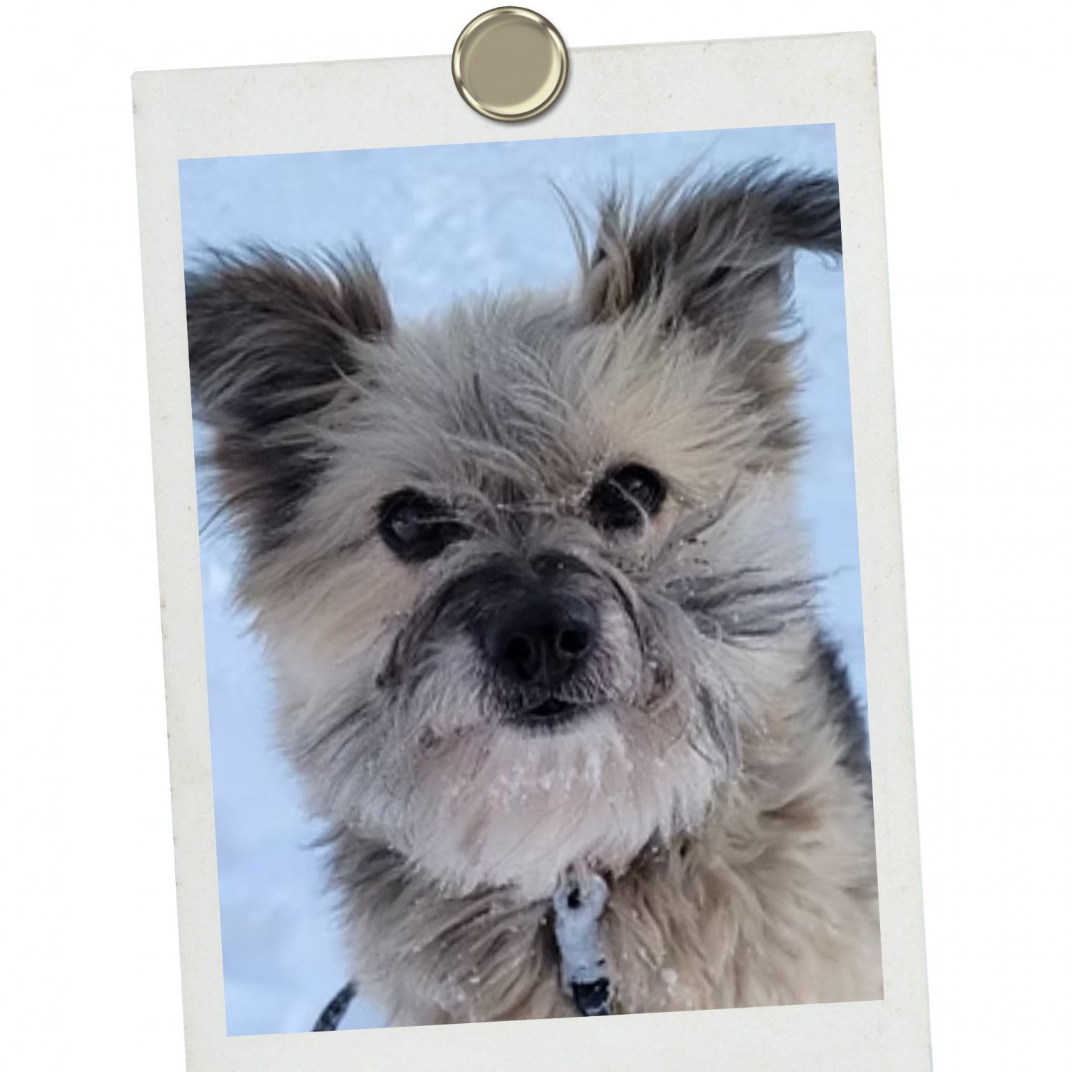 個人様【ペットの里】応援チケット　5,000円