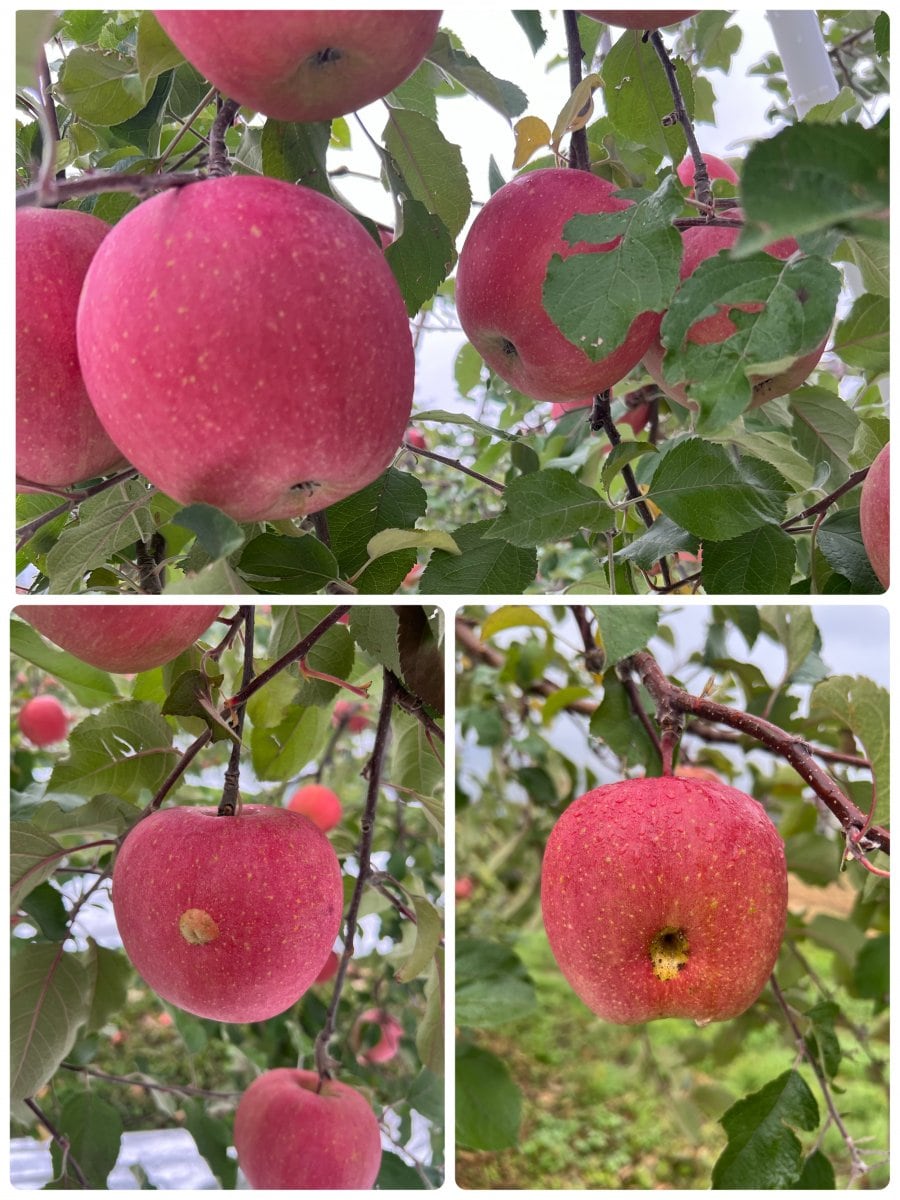 奇跡の金貨りんご５ｋ（サンふじ）