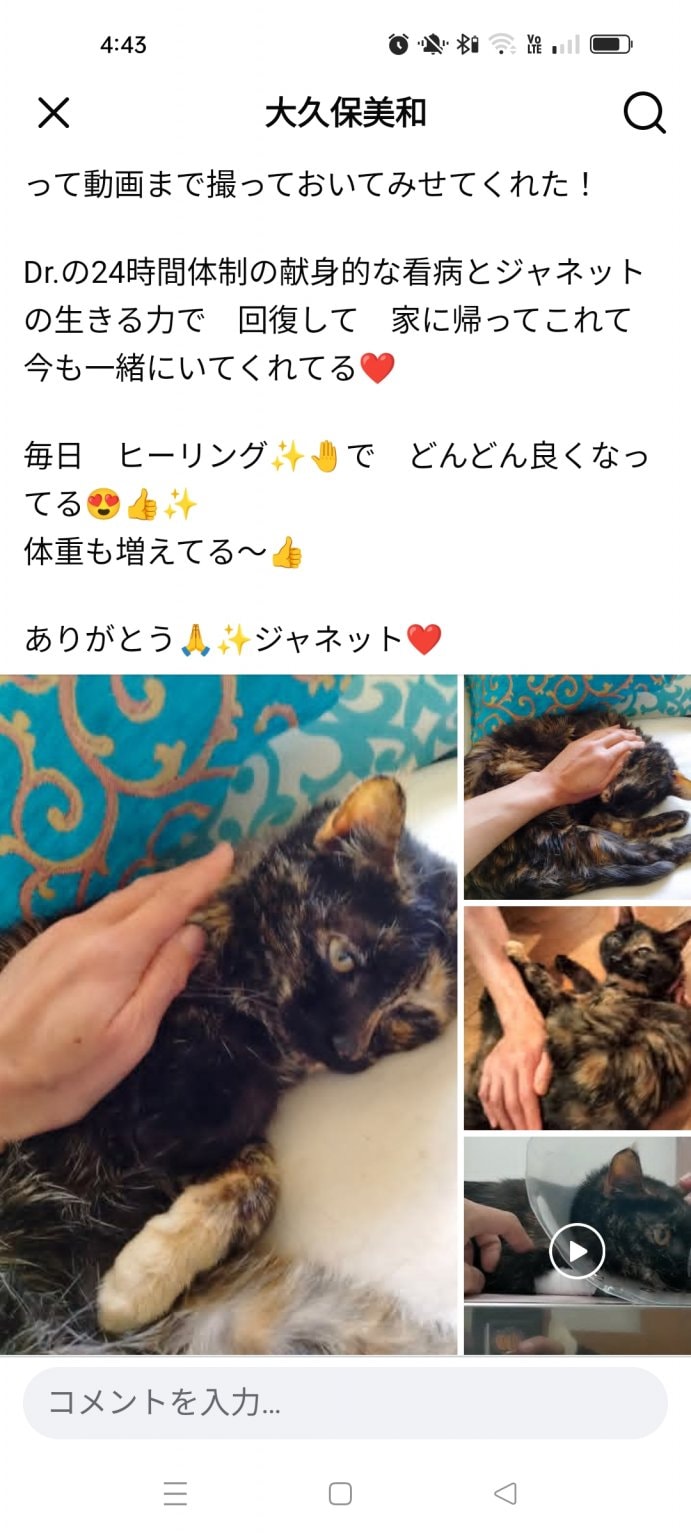 にゃんにゃんチャリティ企画（猫に限らず）ペットちゃん　遠隔レイキヒーリング