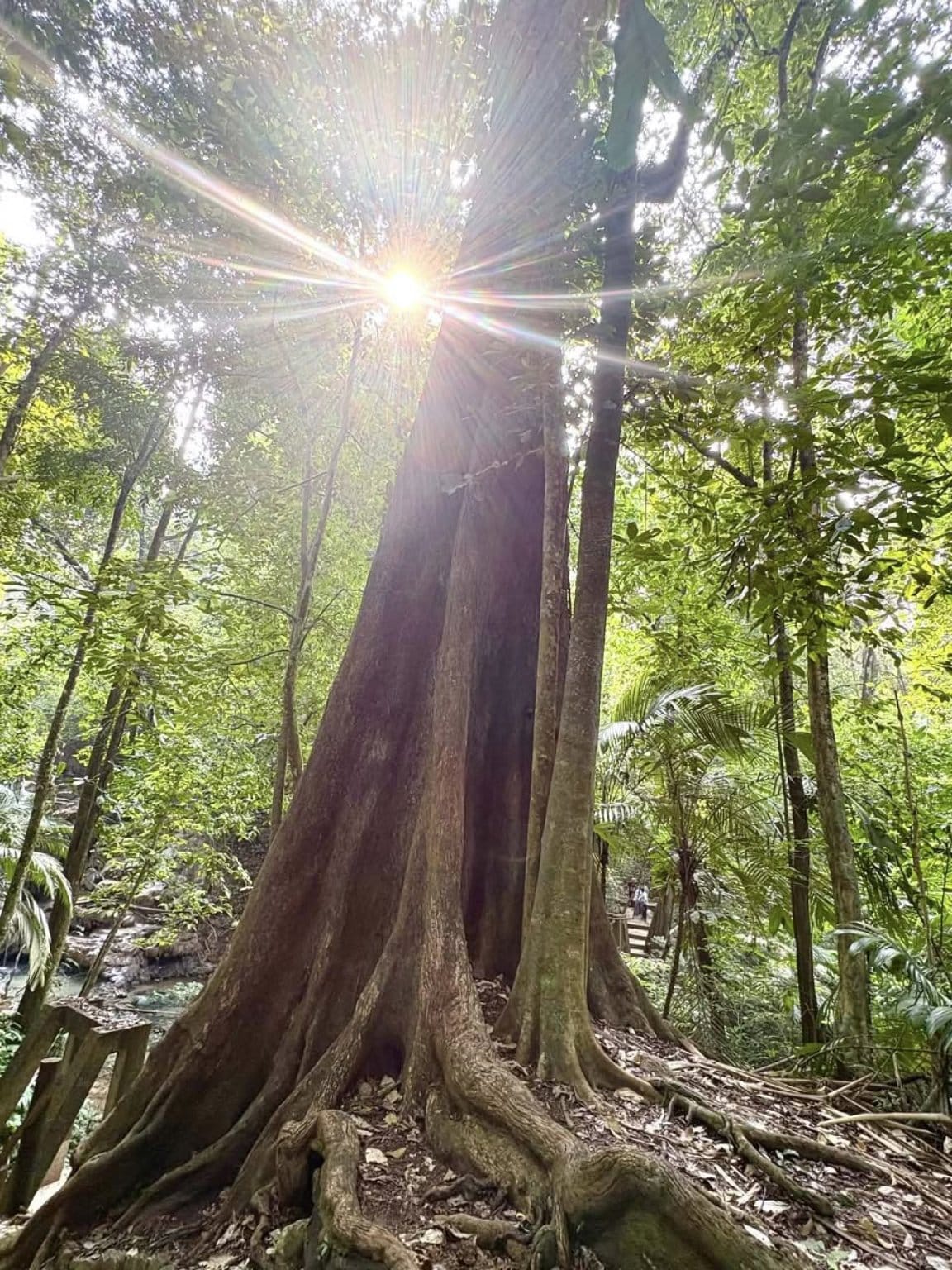 2026/5/5  インカとマヤの旅をへて マヤナッツへとつながるお話し会