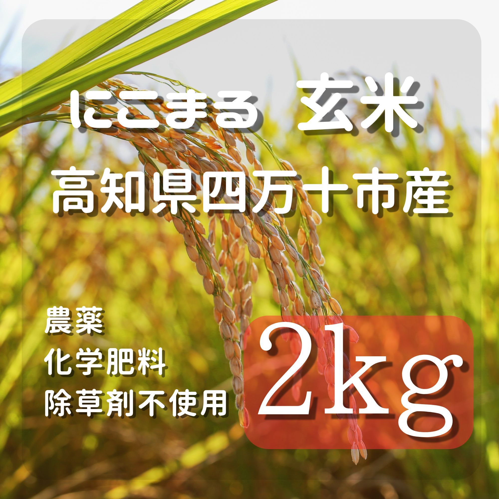 高ポイント】にこまる玄米 2kg 農薬・化学肥料・除草剤不使用 農家直送