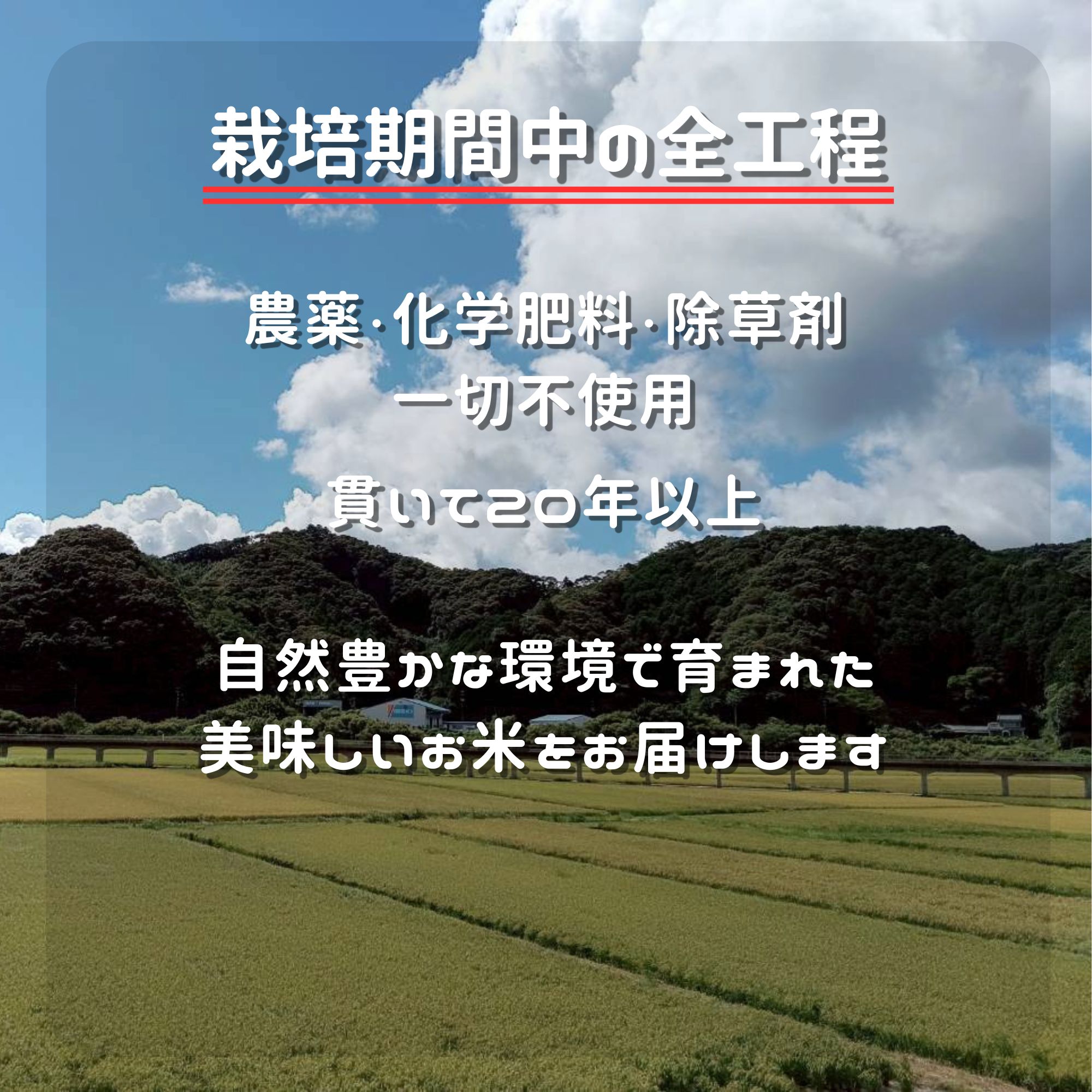 高ポイント】にこまる玄米 20kg 農薬・化学肥料・除草剤不使用 農家