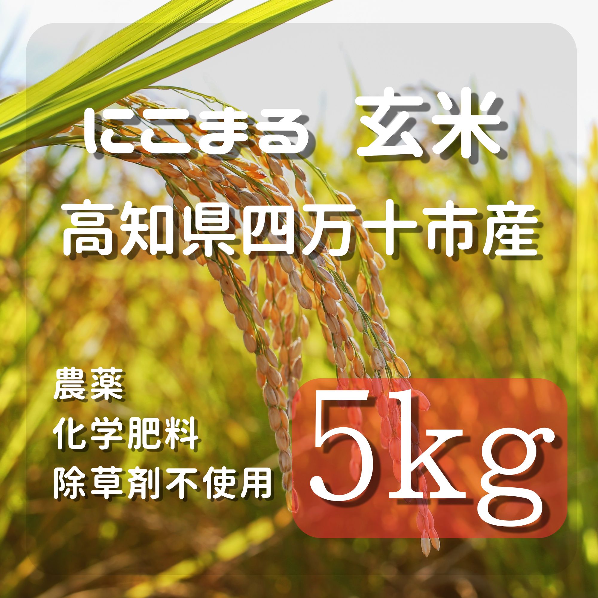 高ポイント】にこまる玄米 5kg 農薬・化学肥料・除草剤不使用 農家直送