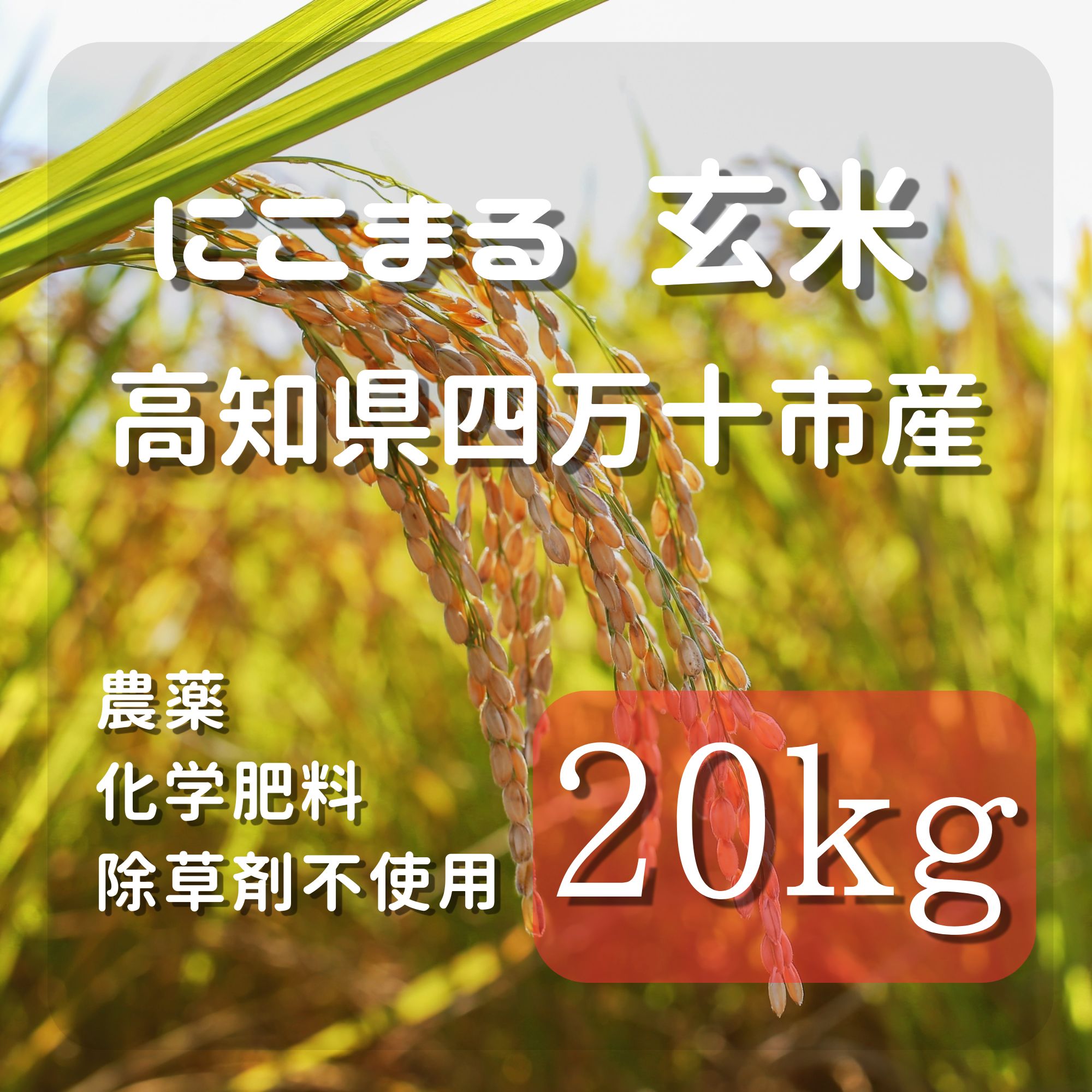 高ポイント】にこまる玄米 20kg 農薬・化学肥料・除草剤不使用 農家