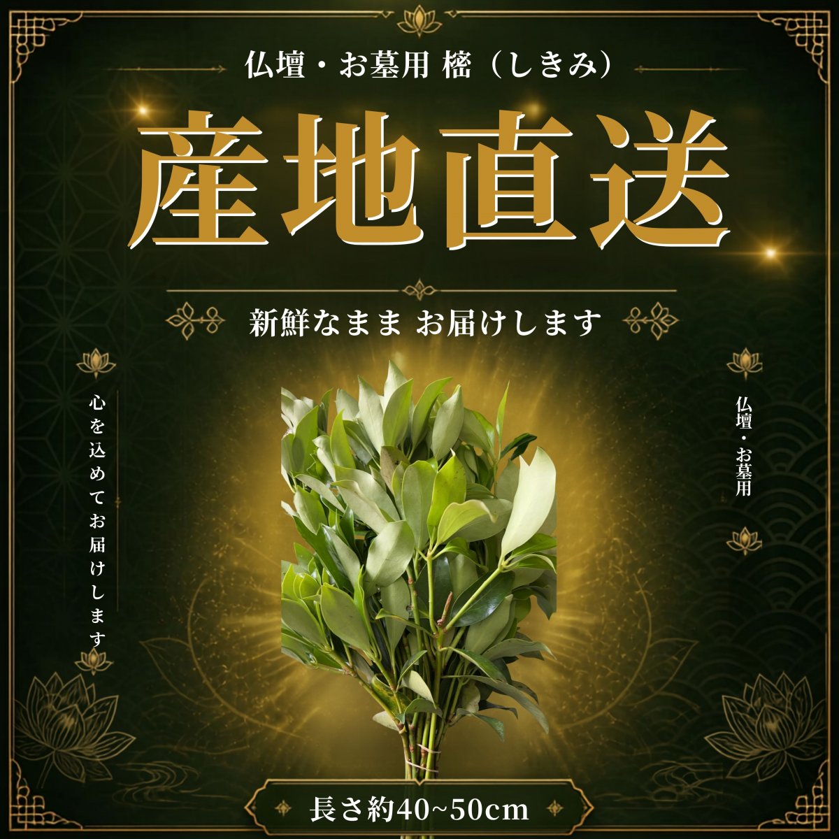 【和歌山・田辺直送】新鮮供花｜樒（しきみ）｜仏壇・お墓用（40~50㎝×2〜6束・箱でお届けします）｜夏場（6月〜9月）は北海道・東北・沖縄発送はありません。