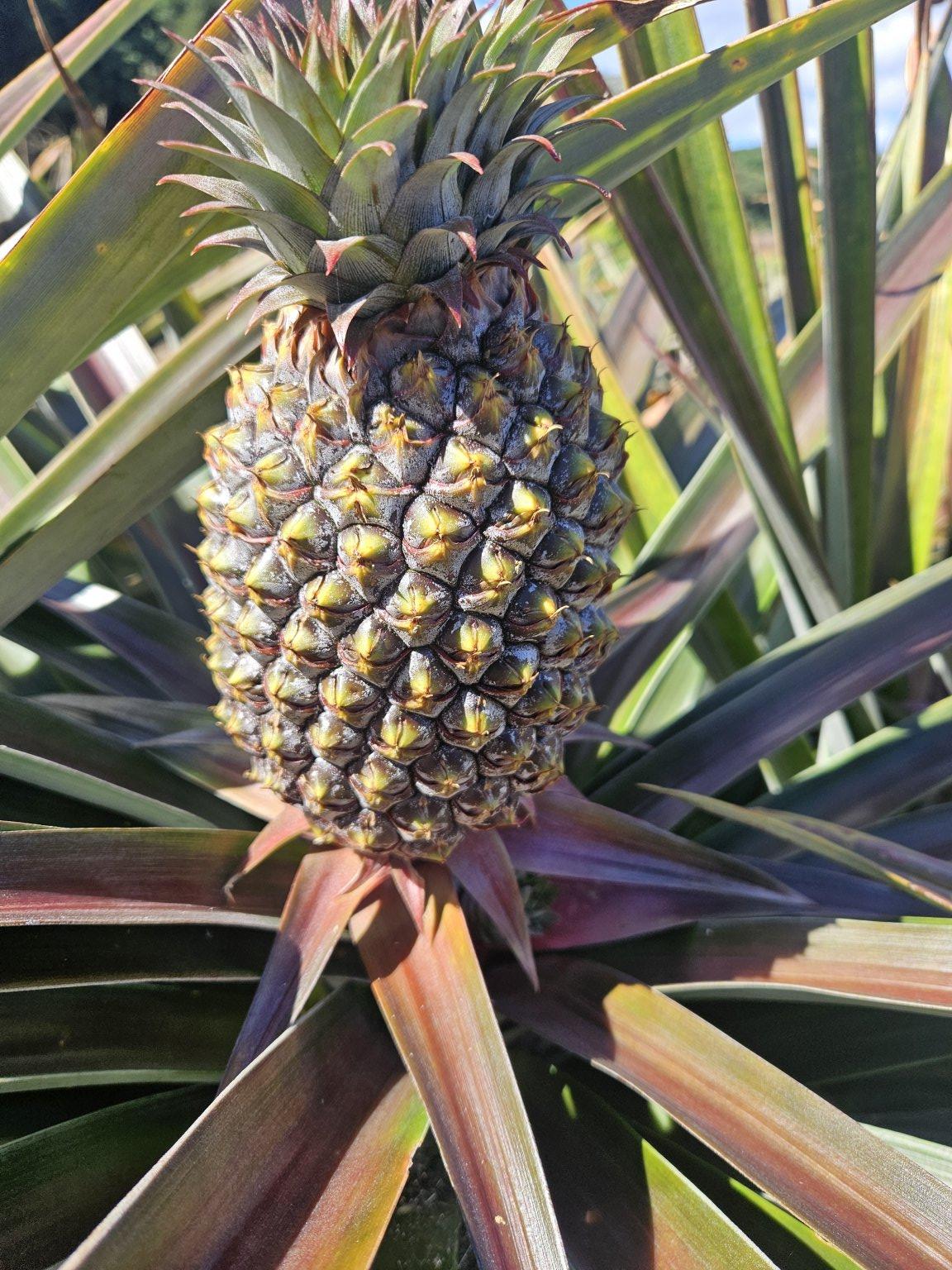 🍍※1kg未満3個セット※【数量限定・事前予約(送料込み)】沖縄やんばる産 ゴールドバレル（贈答用 1.0kg以内）
