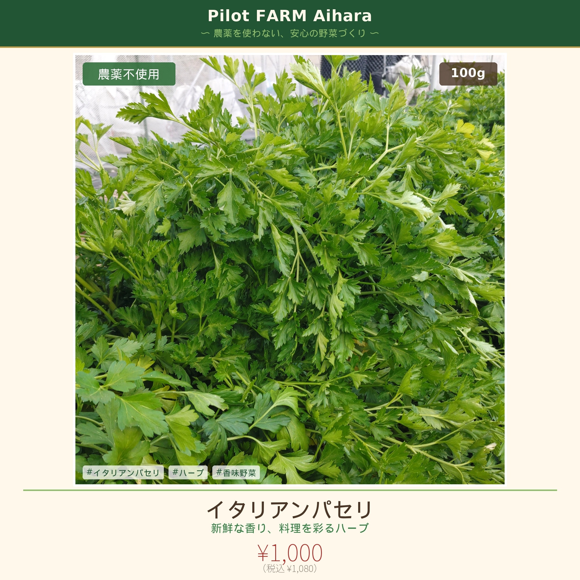 イタリアンパセリ 100g【農薬不使用】｜Pilot FARM Aihara|Pilot FARM