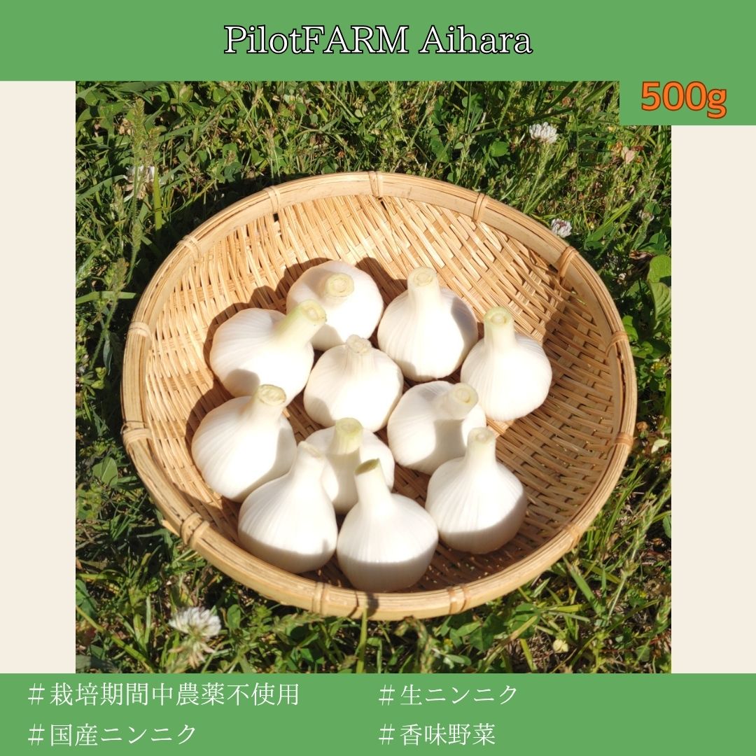 生ニンニク(上海早生)500g【農薬不使用】｜Pilot FARM Aihara|Pilot
