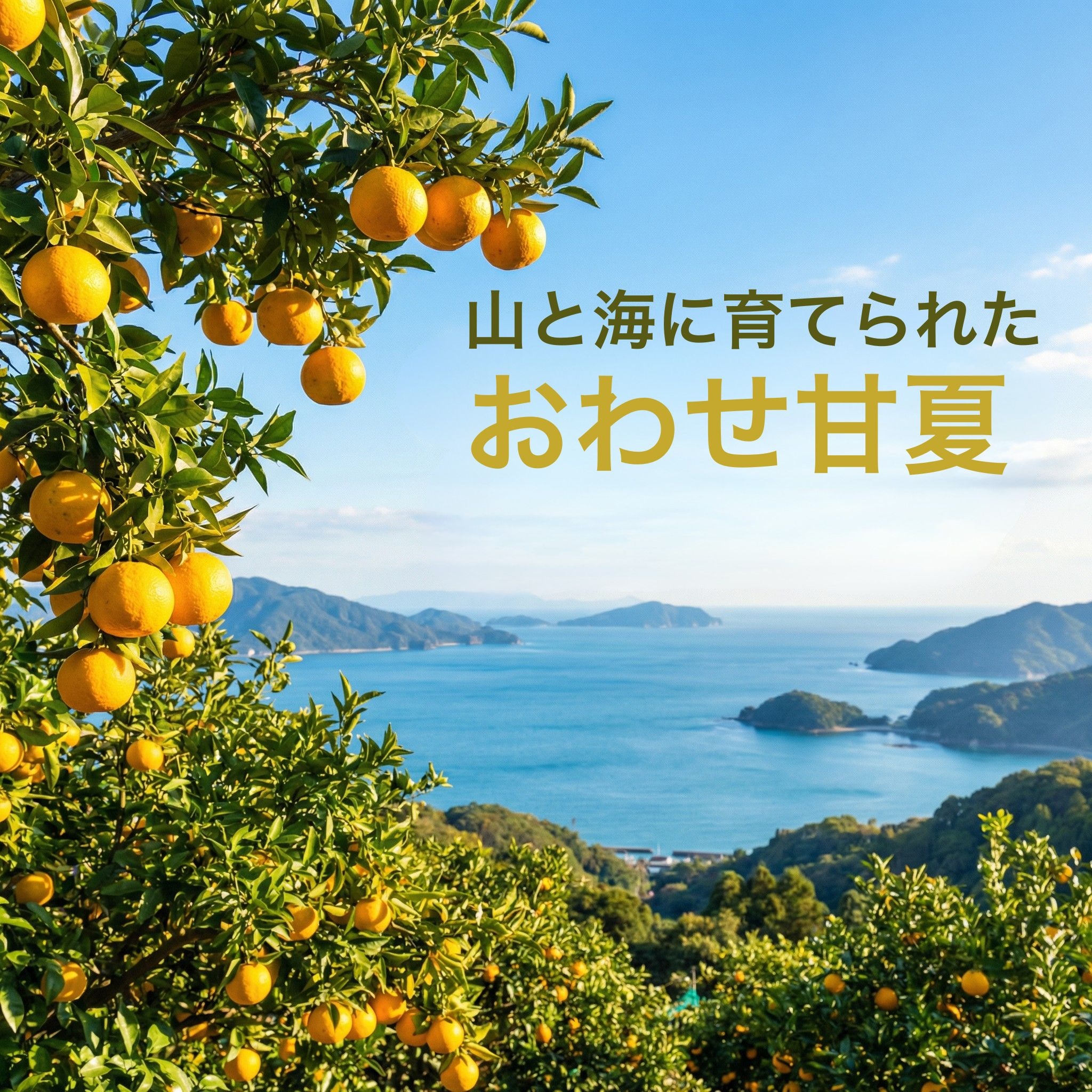 尾鷲甘夏まるごとセット（甘夏＋ジュース1本）｜送料込み・産地直送