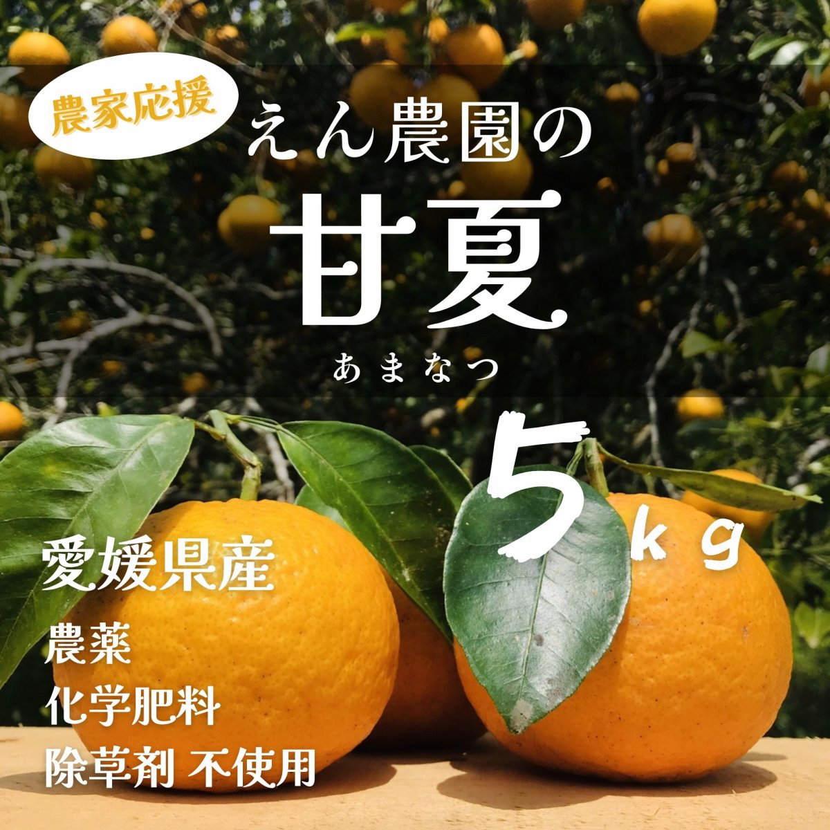 【高ポイント】甘夏 ５ｋｇ えん農園 自然栽培 木成り完熟 農薬・化学肥料・除草剤不使用 愛媛県愛南町 みかん 柑橘類