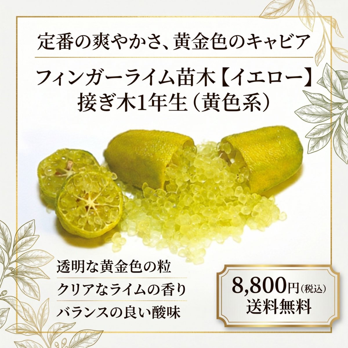 フィンガーライム苗木【品種名】接ぎ木1年生