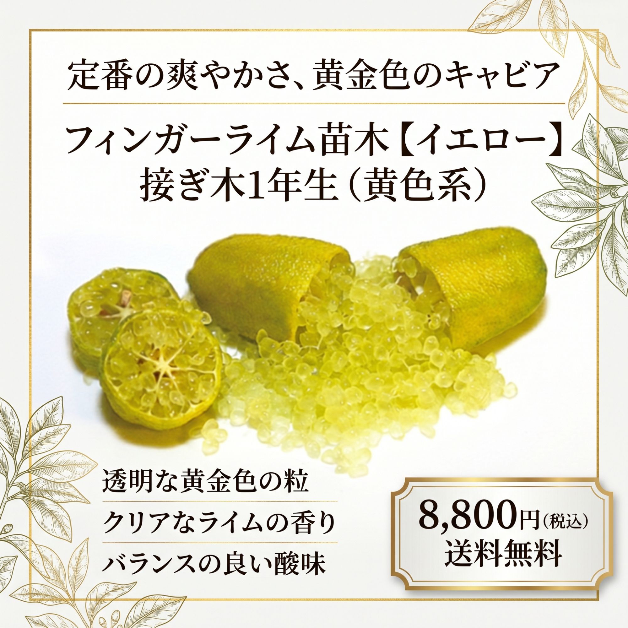 フィンガーライム苗木【品種名】接ぎ木1年生