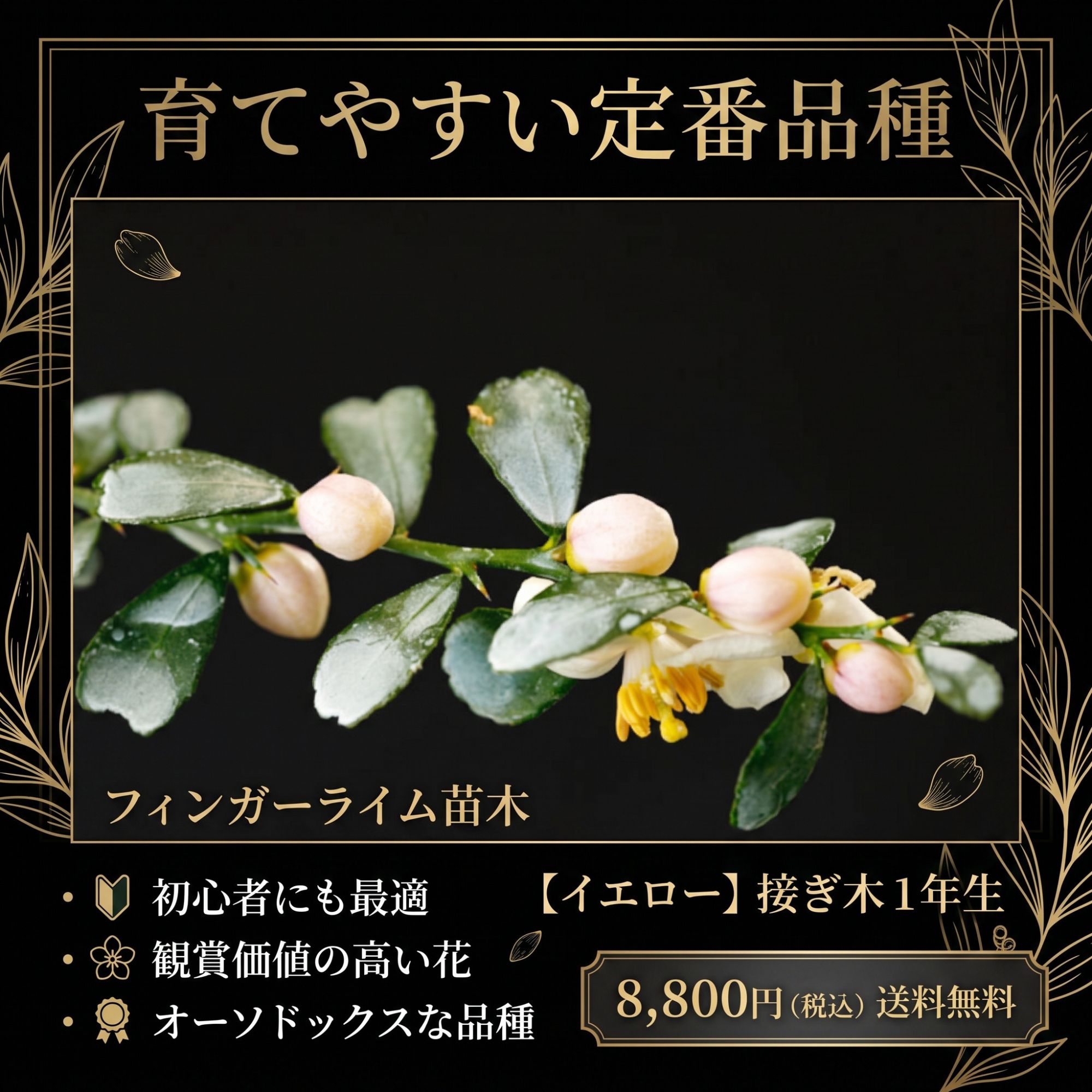 フィンガーライム苗木【品種名】接ぎ木1年生