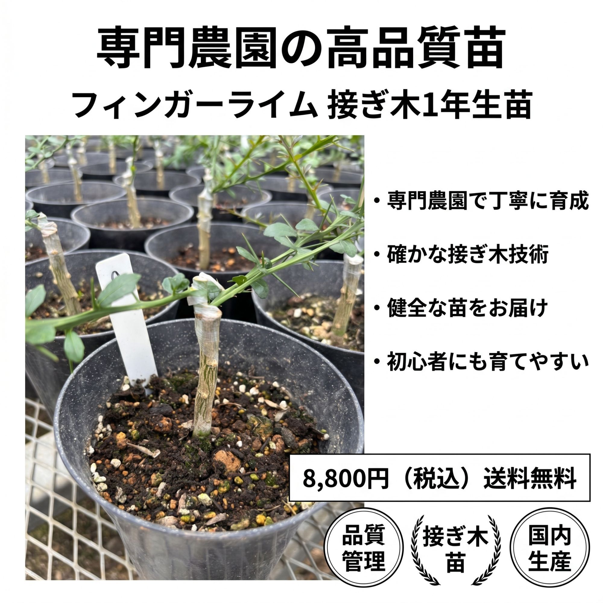 ☆お値下げ☆　フィンガーライム　接ぎ木カラタチ　200本　柑橘　台木に◎ フィンガーライム苗木【品種名】接ぎ木1年生