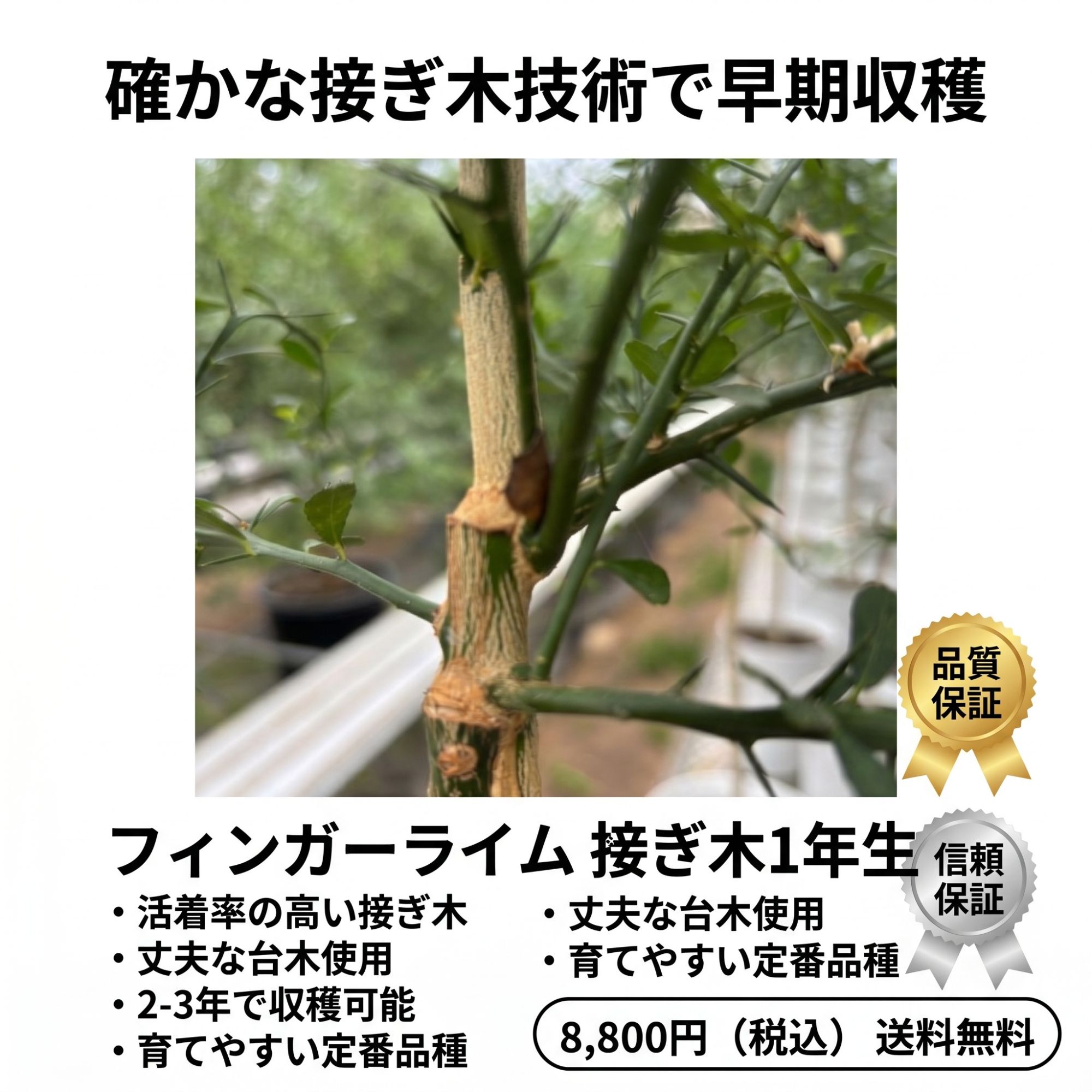 フィンガーライム苗木【品種名】接ぎ木1年生