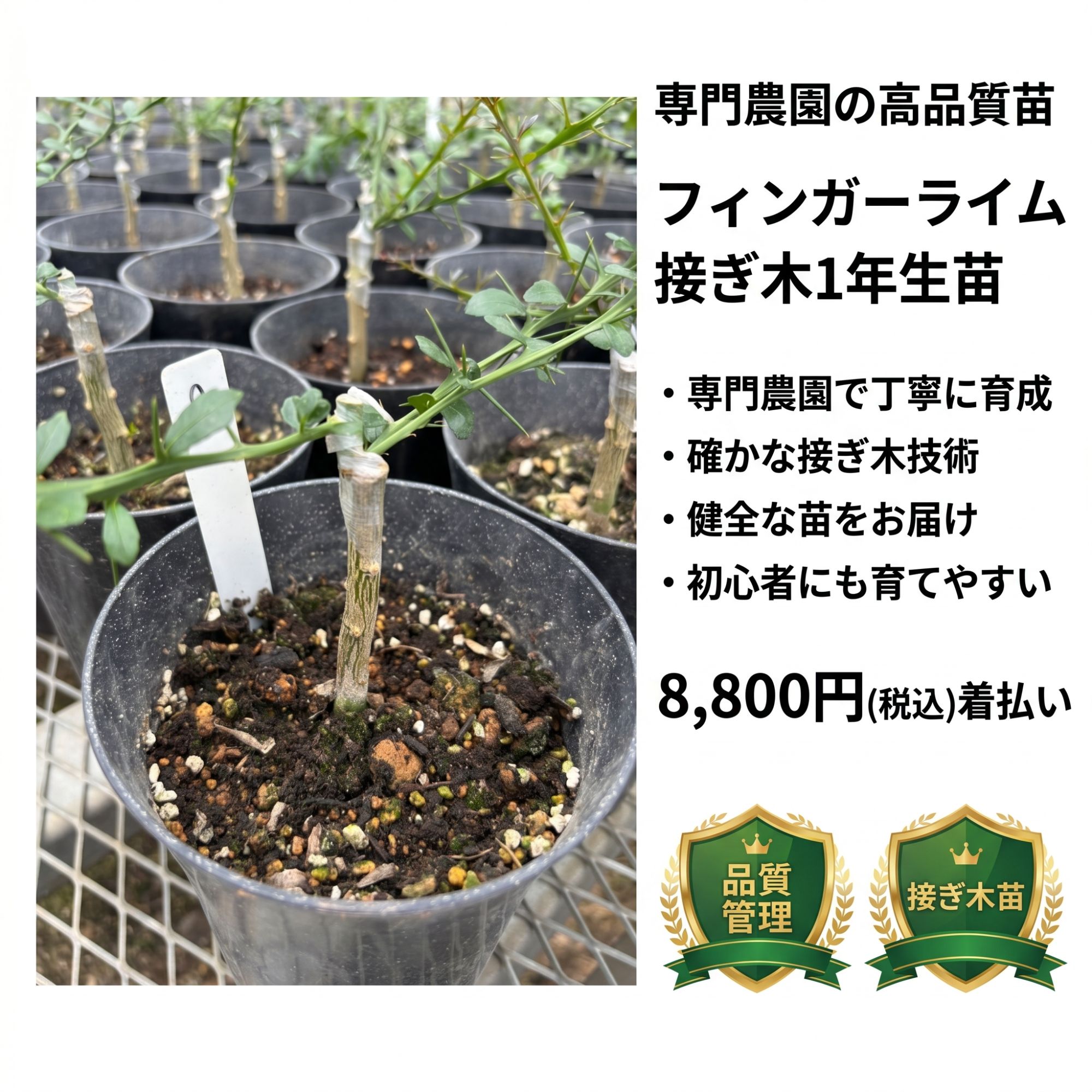 森のキャビア】フィンガーライム苗木 接ぎ木1年生 選べる5品種 希少