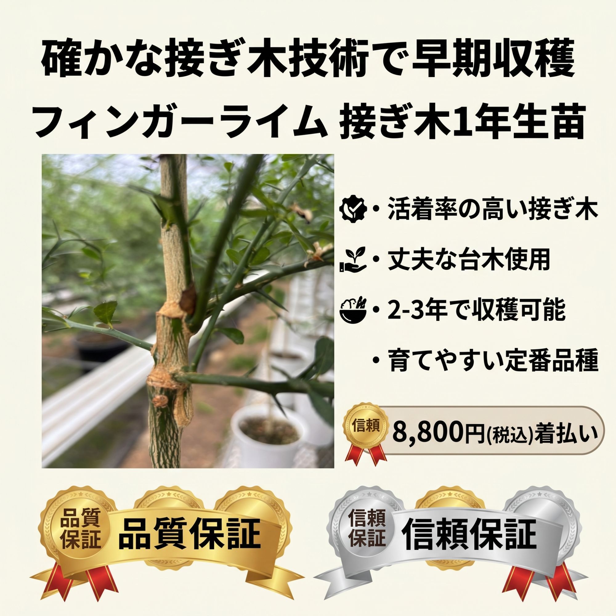 森のキャビア】フィンガーライム苗木 接ぎ木1年生 選べる5品種 希少