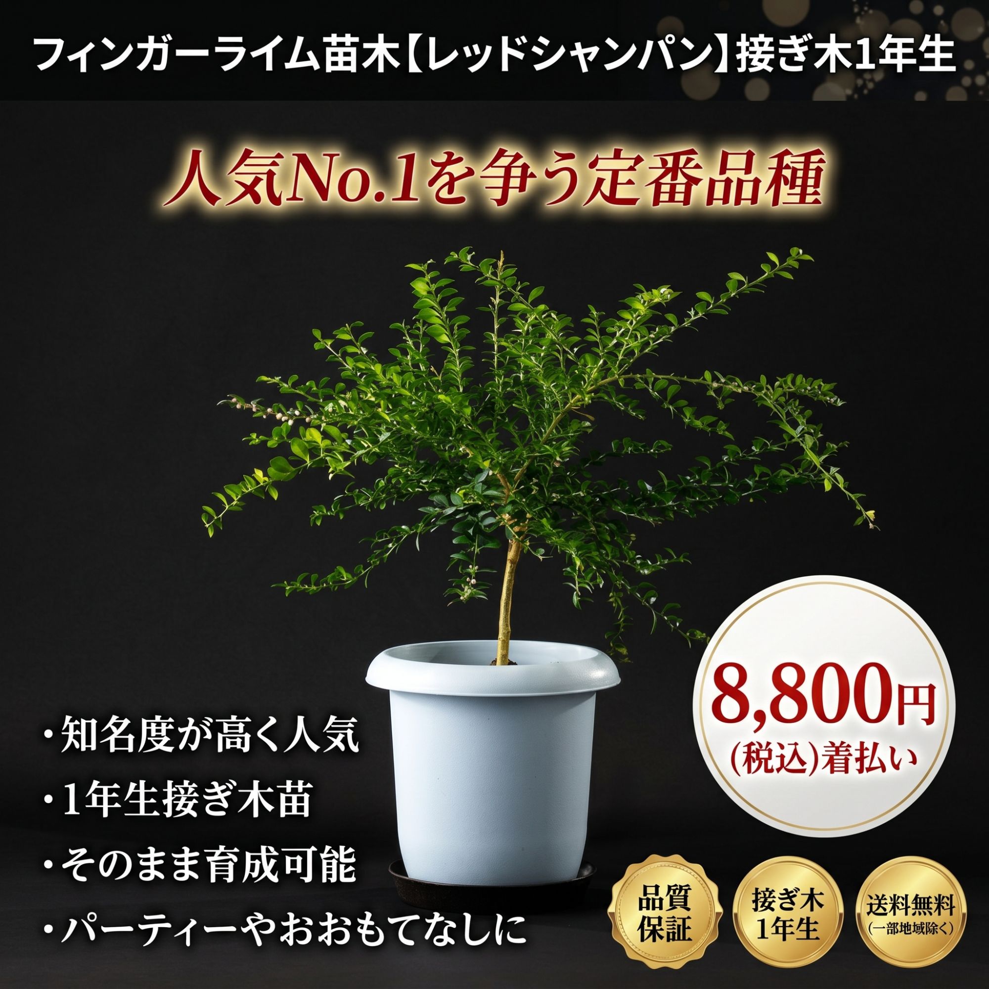 1年生　フィンガーライム接木苗／ムーンドロップス　樹高80cm 現品撮影 森のキャビア】フィンガーライム苗木 接ぎ木1年生 選べる5品種 希少