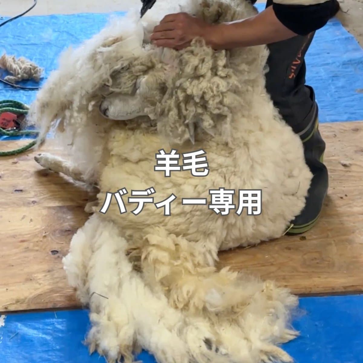 毛皮（羊） 素材の種類｜World Fur Collection HERMITAGE