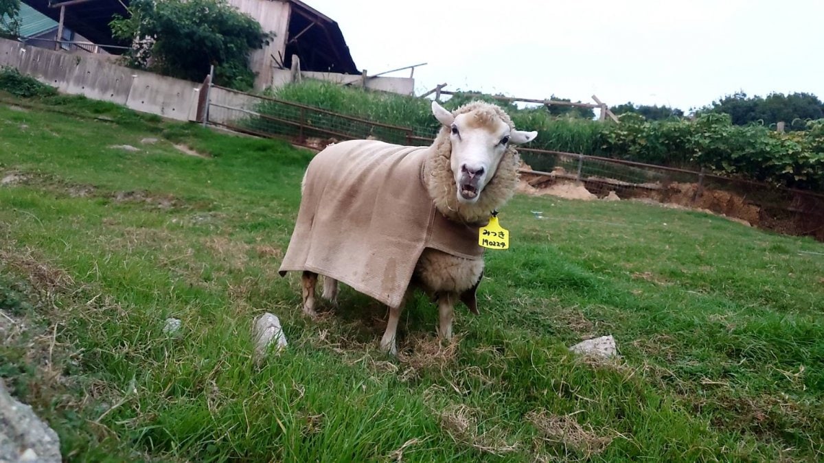 羊毛カバー（サンプル品）