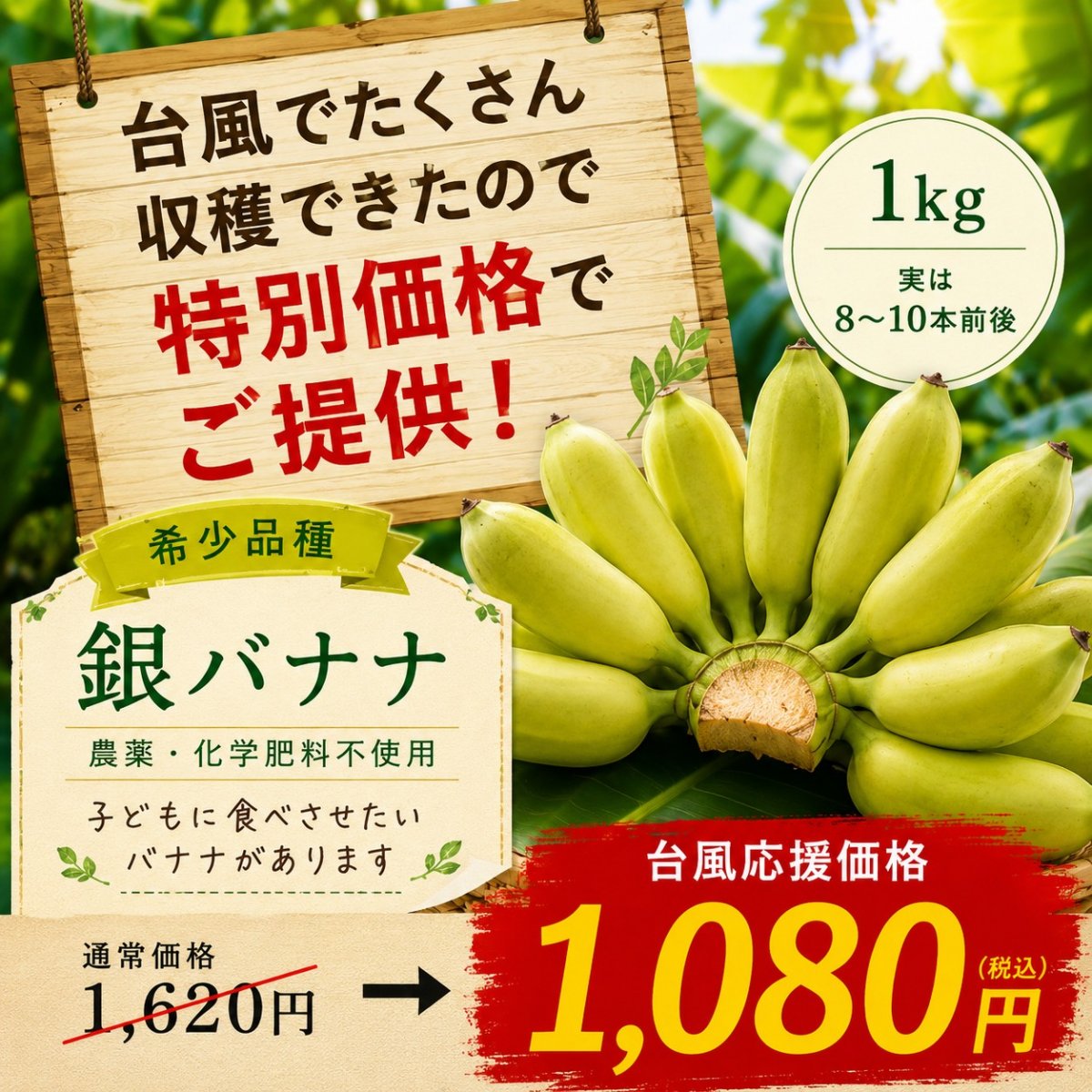 【台風前緊急収穫🍌農家応援お願いします】台風から守り抜いた 沖縄県産 銀バナナ 1㎏（実が8〜10本前後）* 無農薬 * 無化学肥料